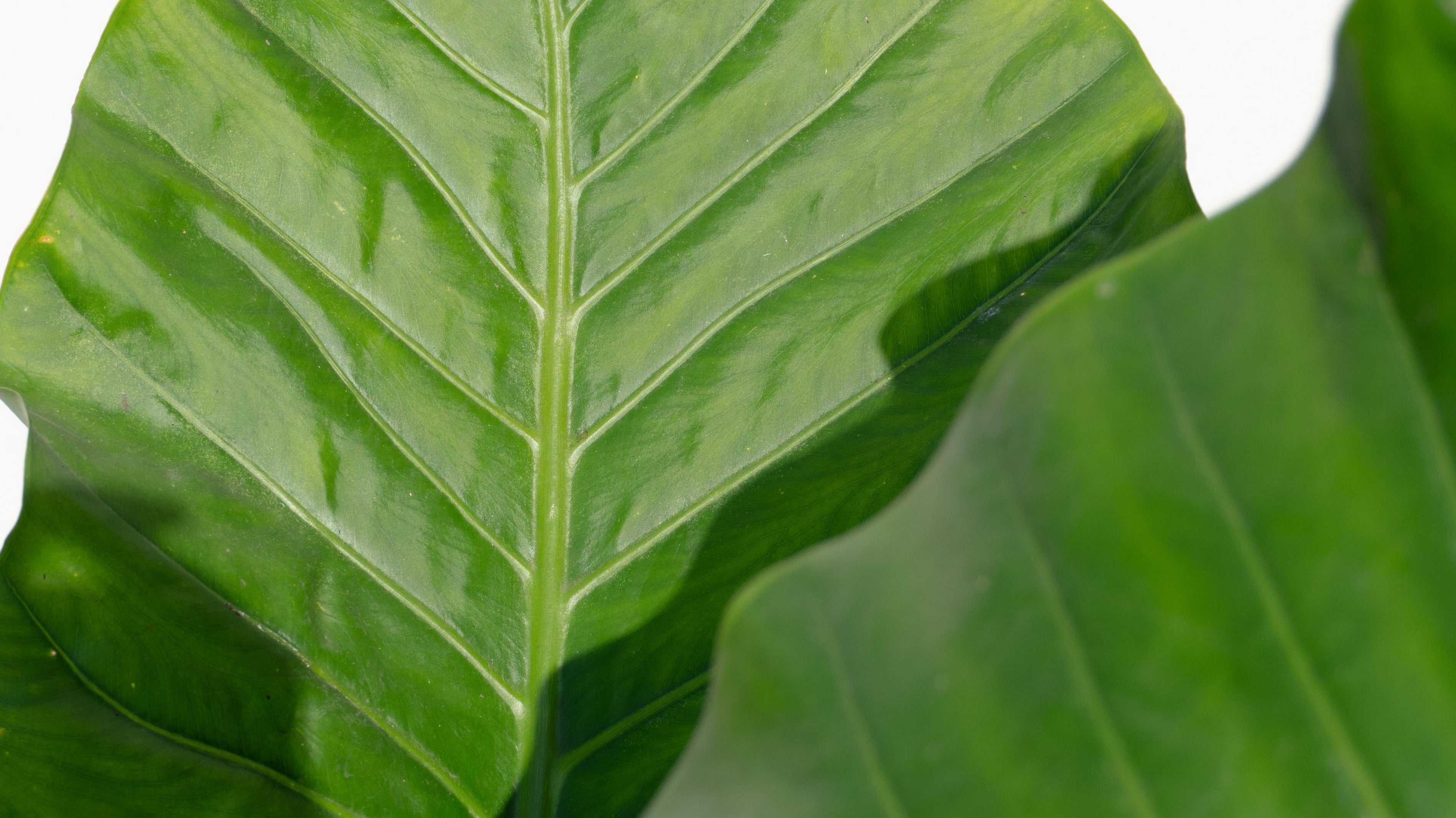 El Manto de Eva: Por qué es la planta de hojas gigantes que domina la decoración de interiores