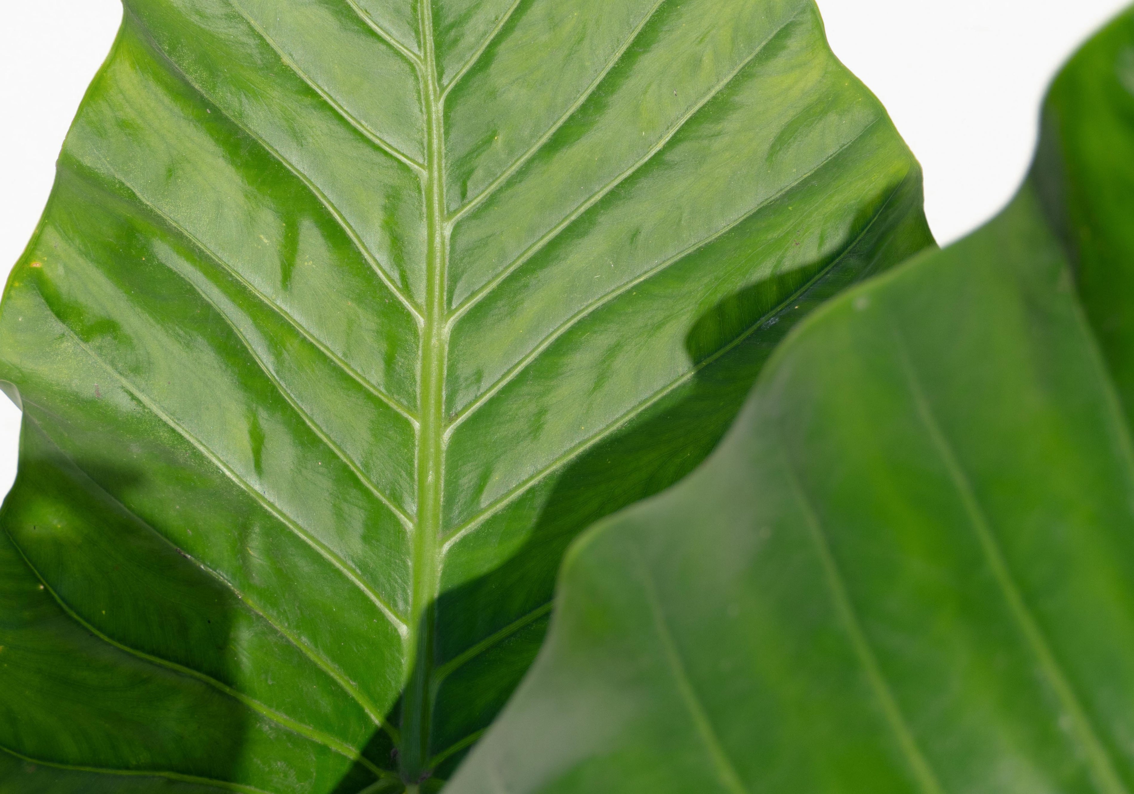 El Manto de Eva: Por qué es la planta de hojas gigantes que domina la decoración de interiores