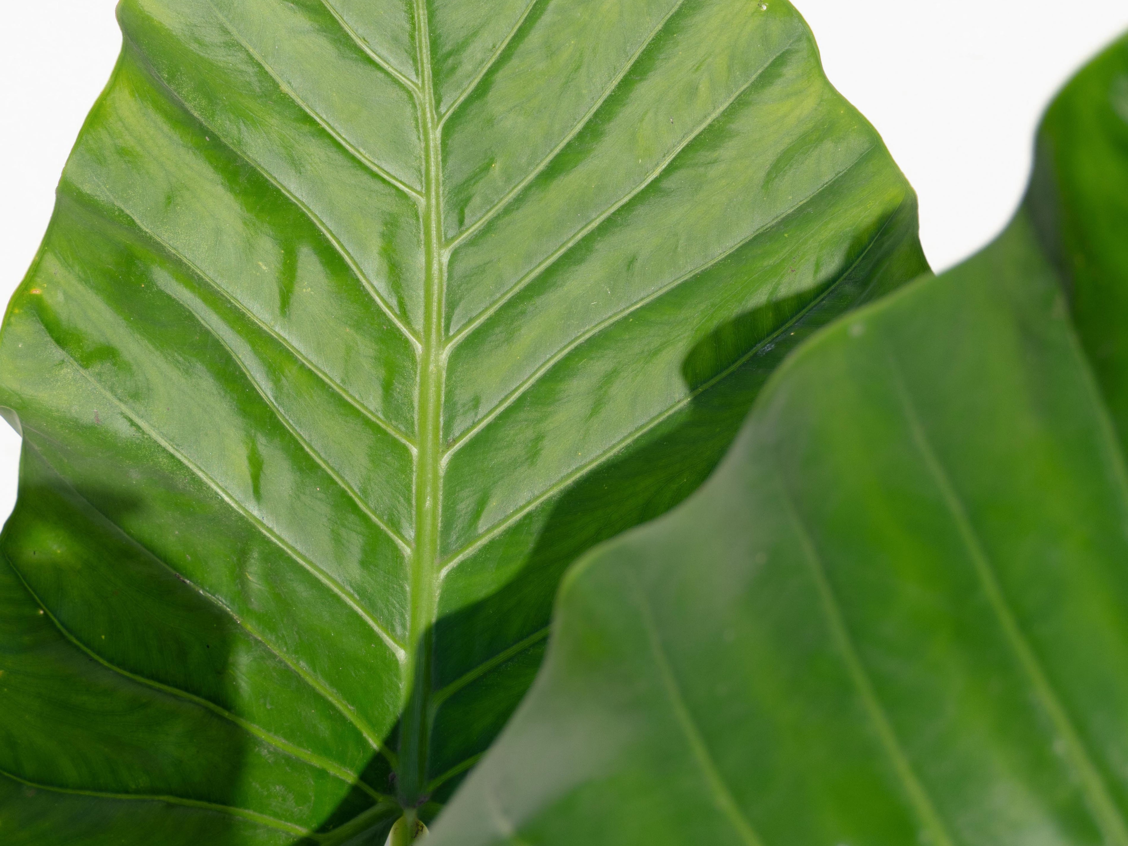 El Manto de Eva: Por qué es la planta de hojas gigantes que domina la decoración de interiores