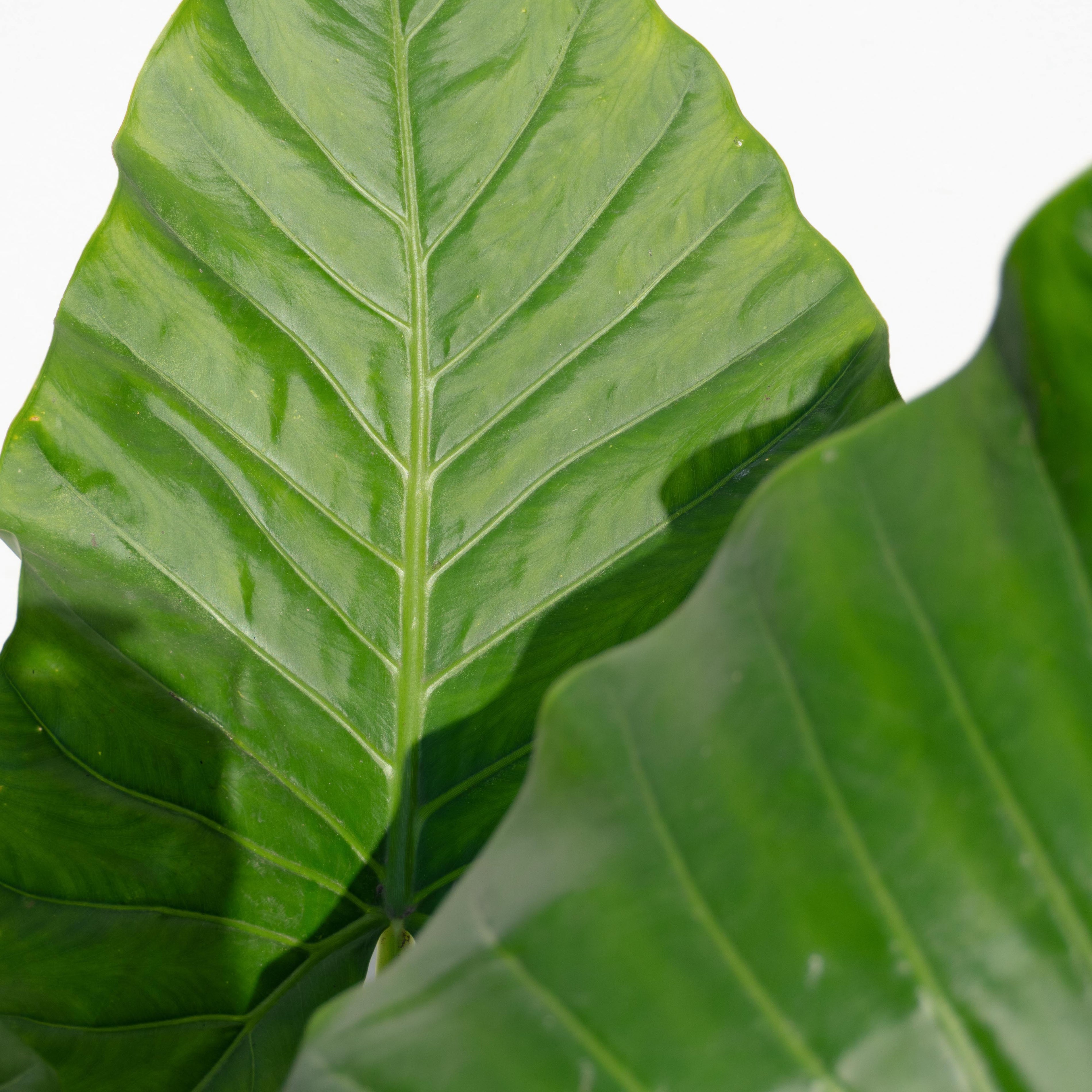 El Manto de Eva: Por qué es la planta de hojas gigantes que domina la decoración de interiores