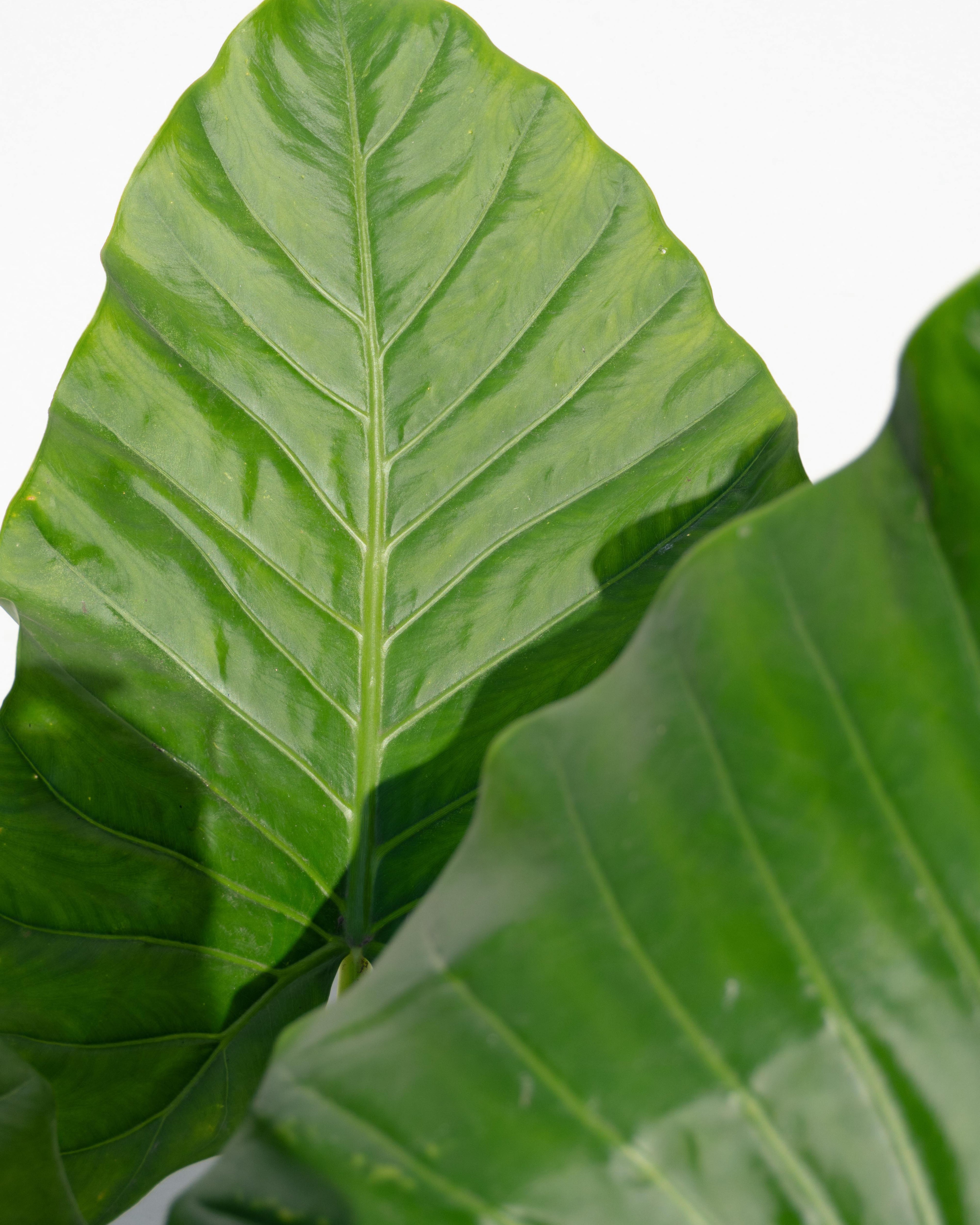 El Manto de Eva: Por qué es la planta de hojas gigantes que domina la decoración de interiores