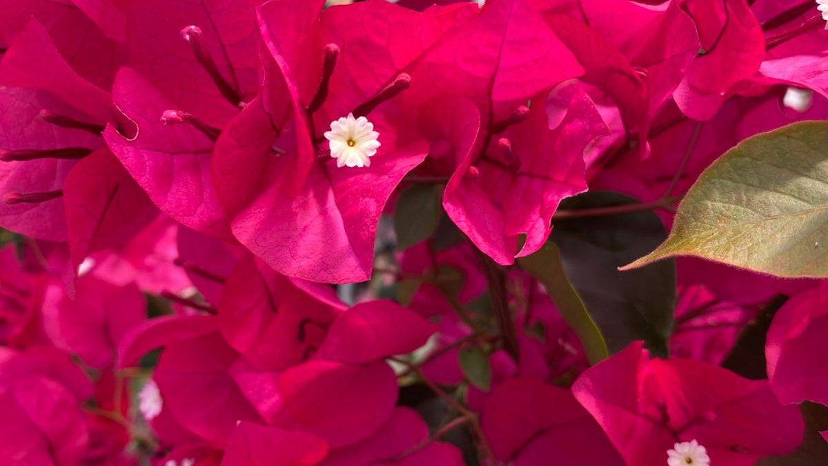 El secreto botánico: Cómo hacer que tu Bugambilia explote de color en Santiago