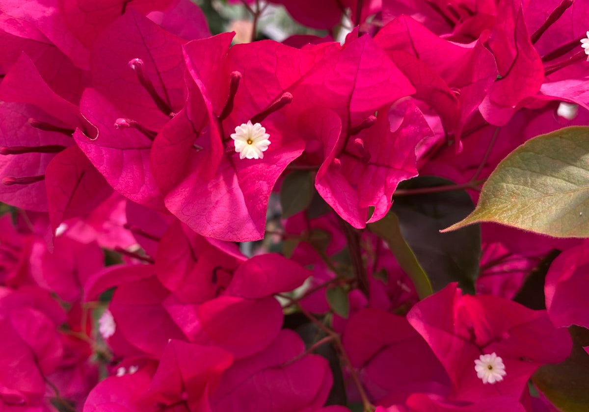 El secreto botánico: Cómo hacer que tu Bugambilia explote de color en Santiago