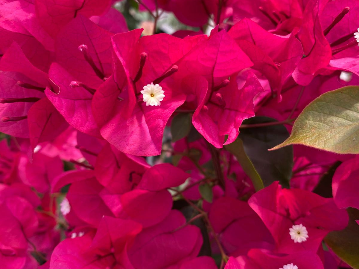El secreto botánico: Cómo hacer que tu Bugambilia explote de color en Santiago