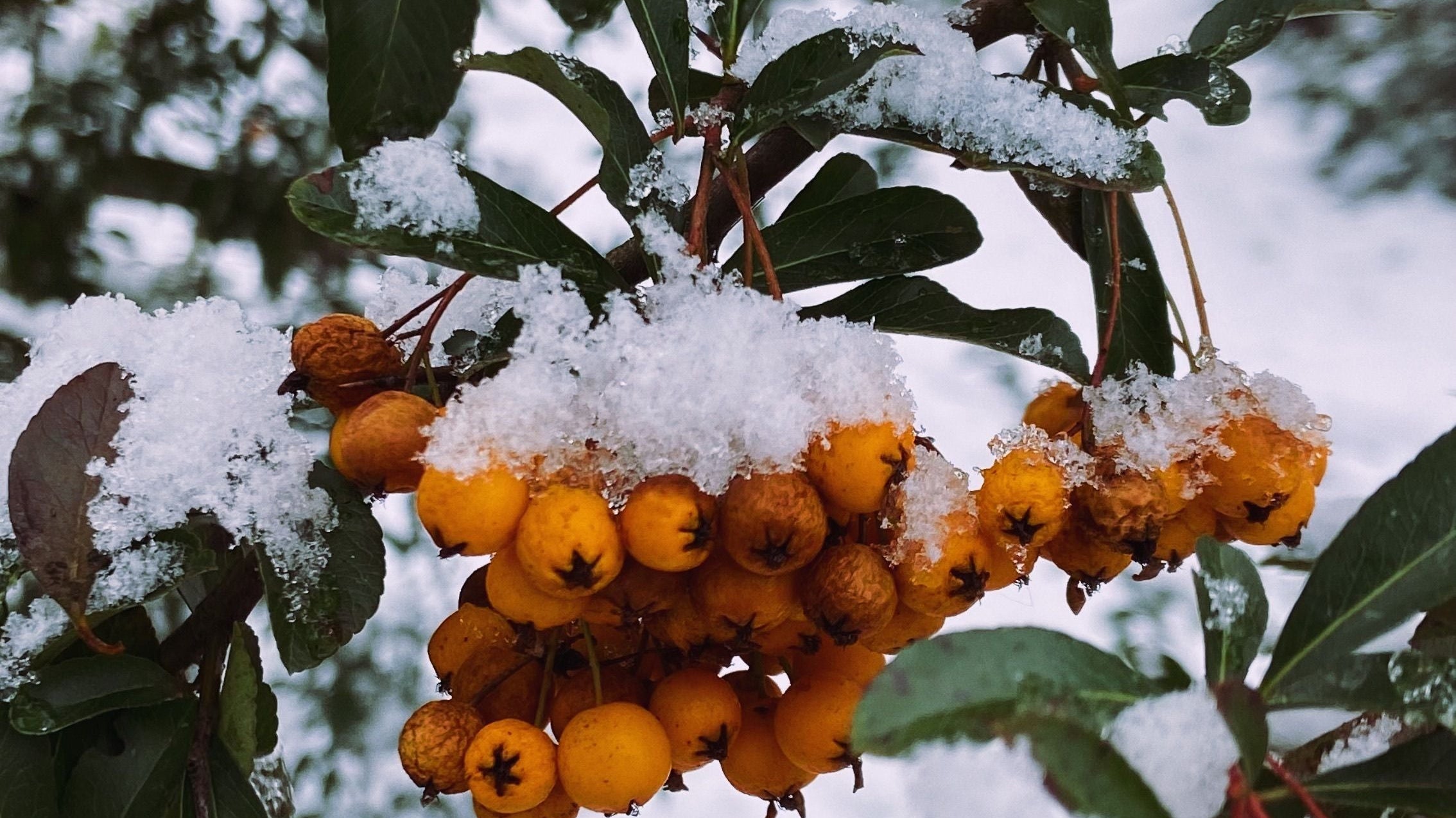 Guía de invierno: Cómo proteger tus plantas de interior del frío y la calefacción