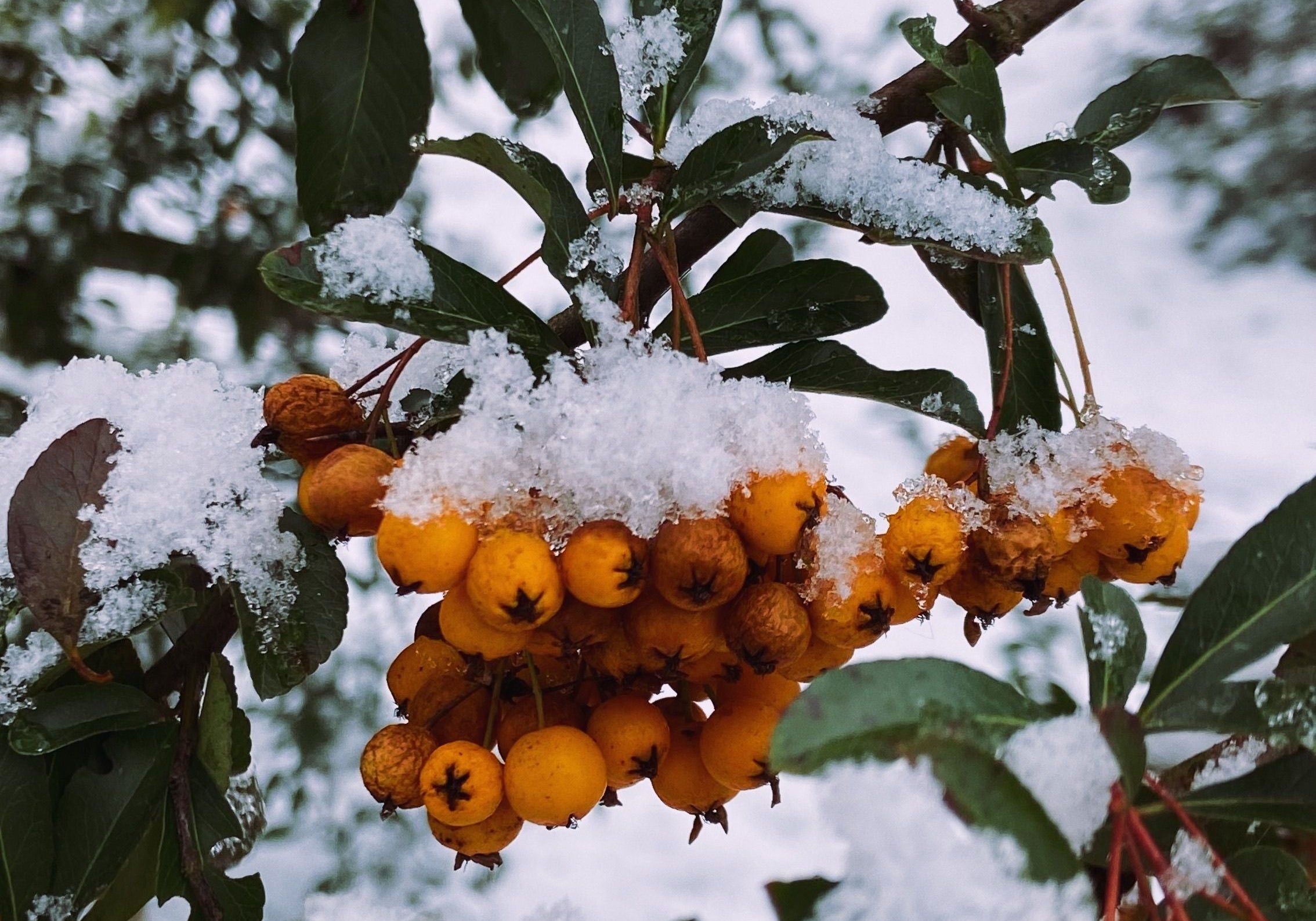 Guía de invierno: Cómo proteger tus plantas de interior del frío y la calefacción