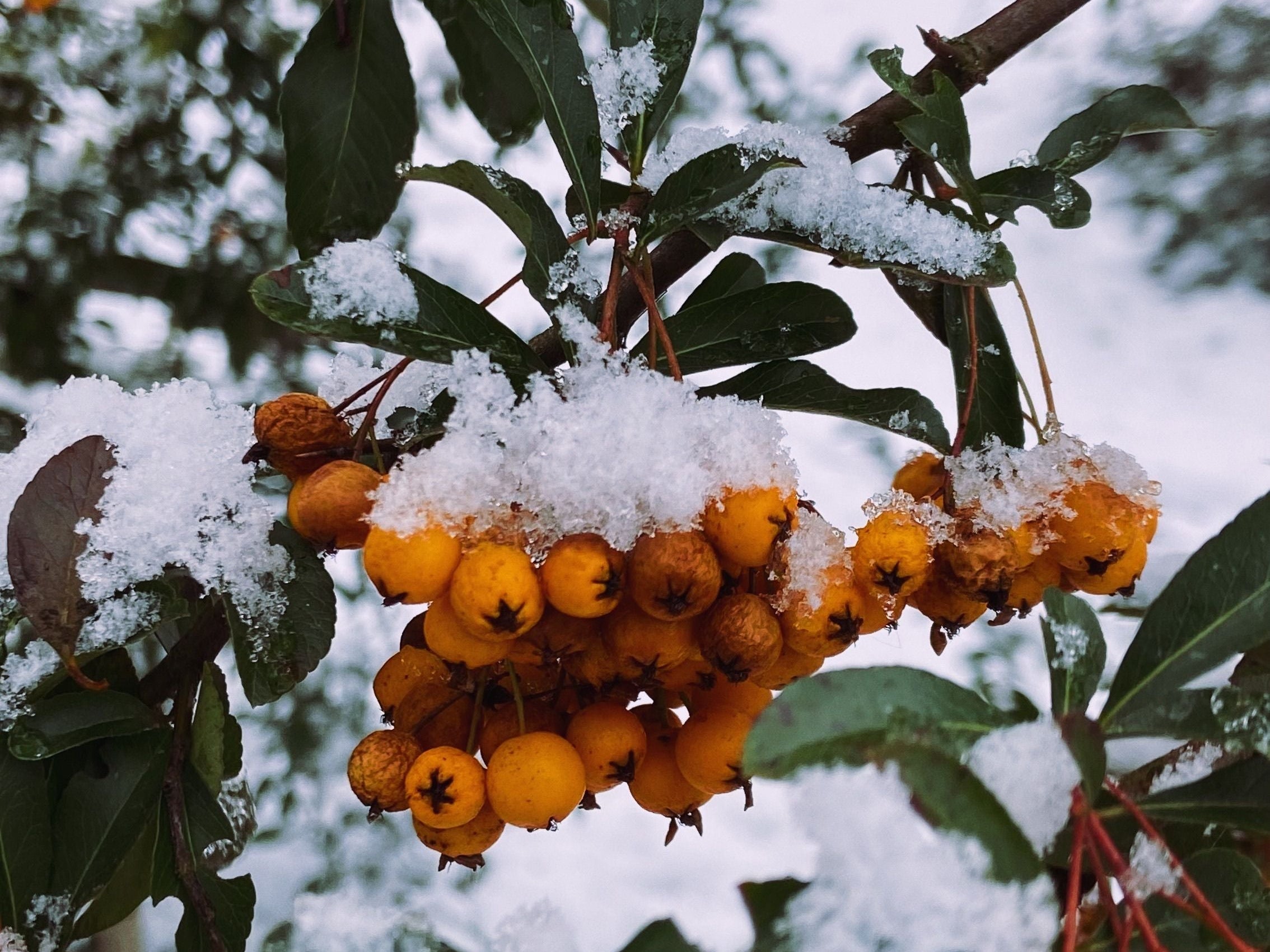 Guía de invierno: Cómo proteger tus plantas de interior del frío y la calefacción