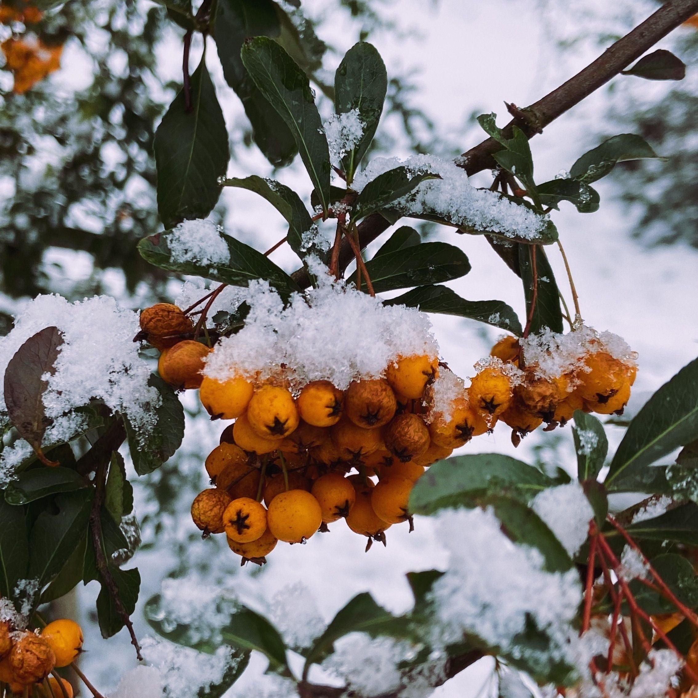Guía de invierno: Cómo proteger tus plantas de interior del frío y la calefacción