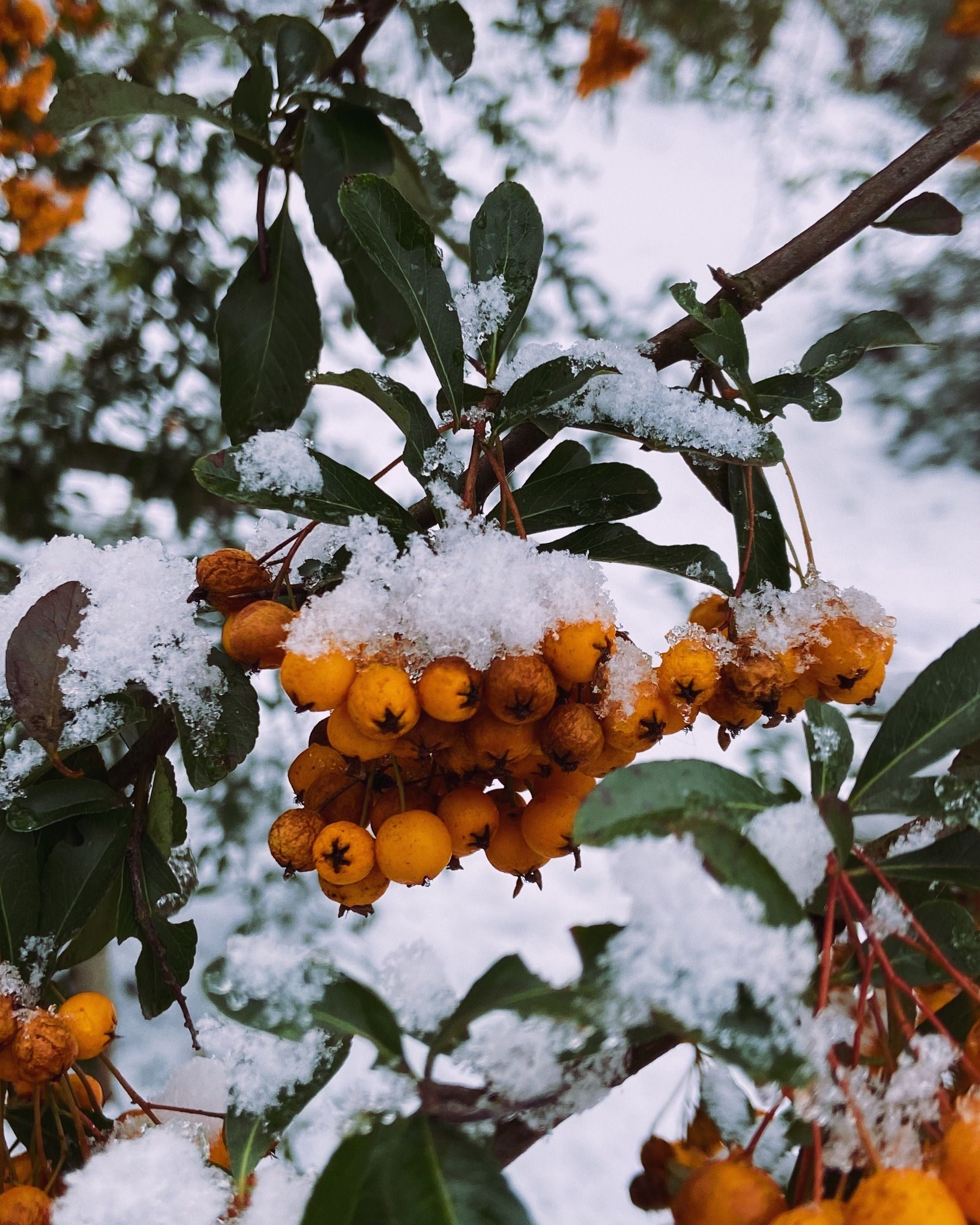 Guía de invierno: Cómo proteger tus plantas de interior del frío y la calefacción