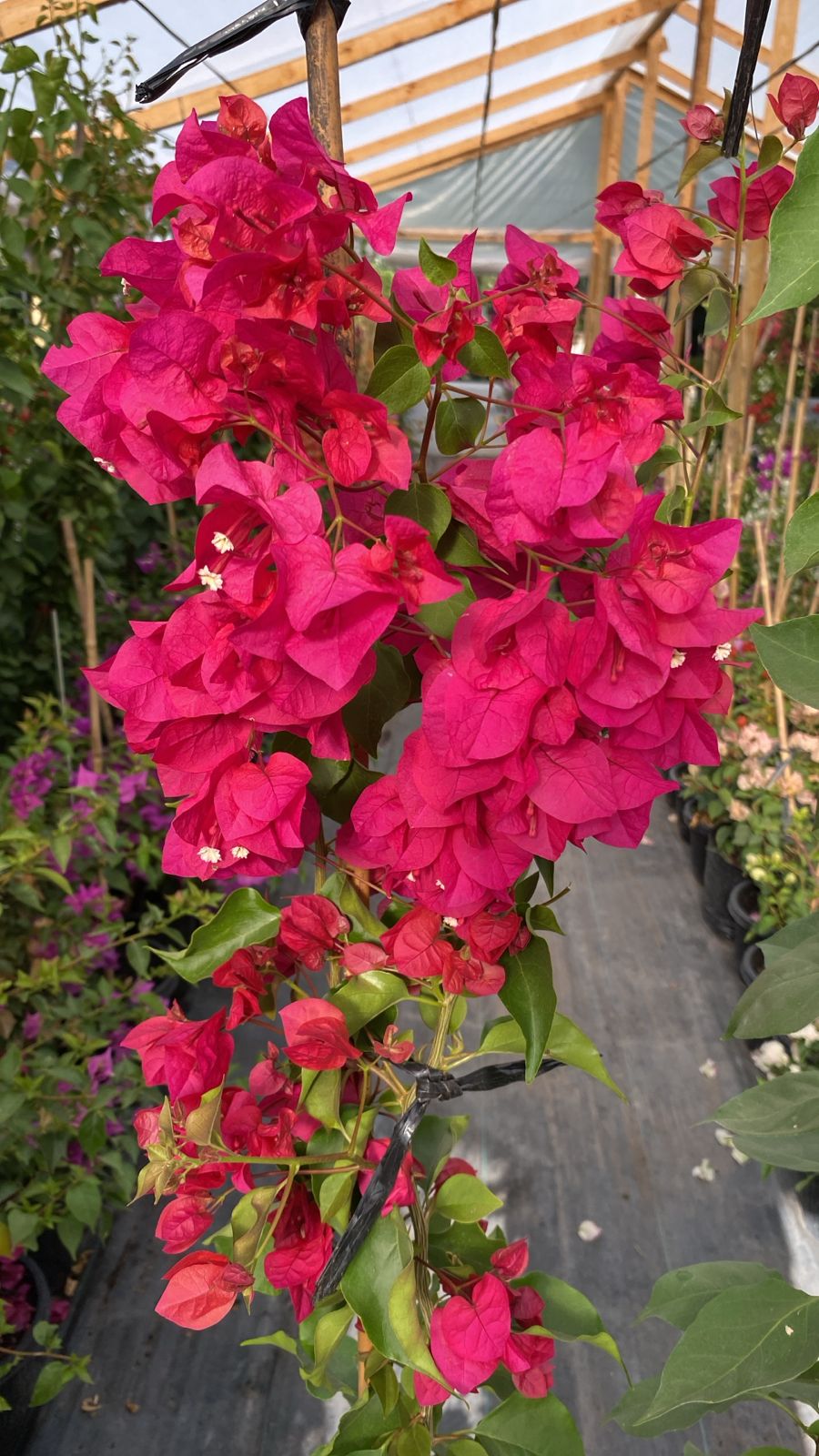 Bugambilia enredadera  altura 100 centímetros aprox. En Bolsa