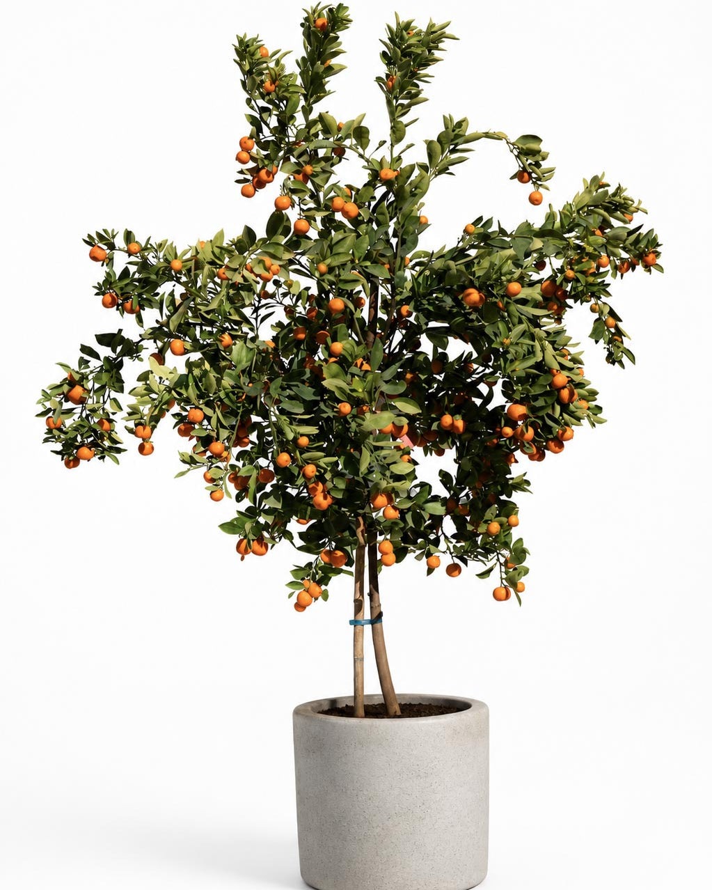 Citrus Calamondin altura de 180 centímetros aprox., en macetero.