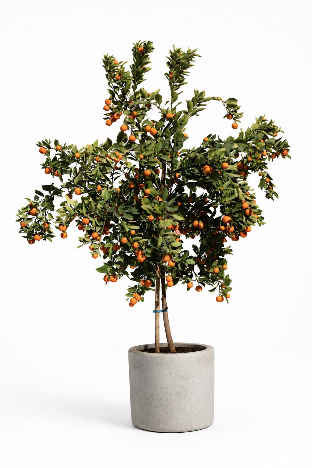 Citrus Calamondin altura de 180 centímetros aprox., en macetero.
