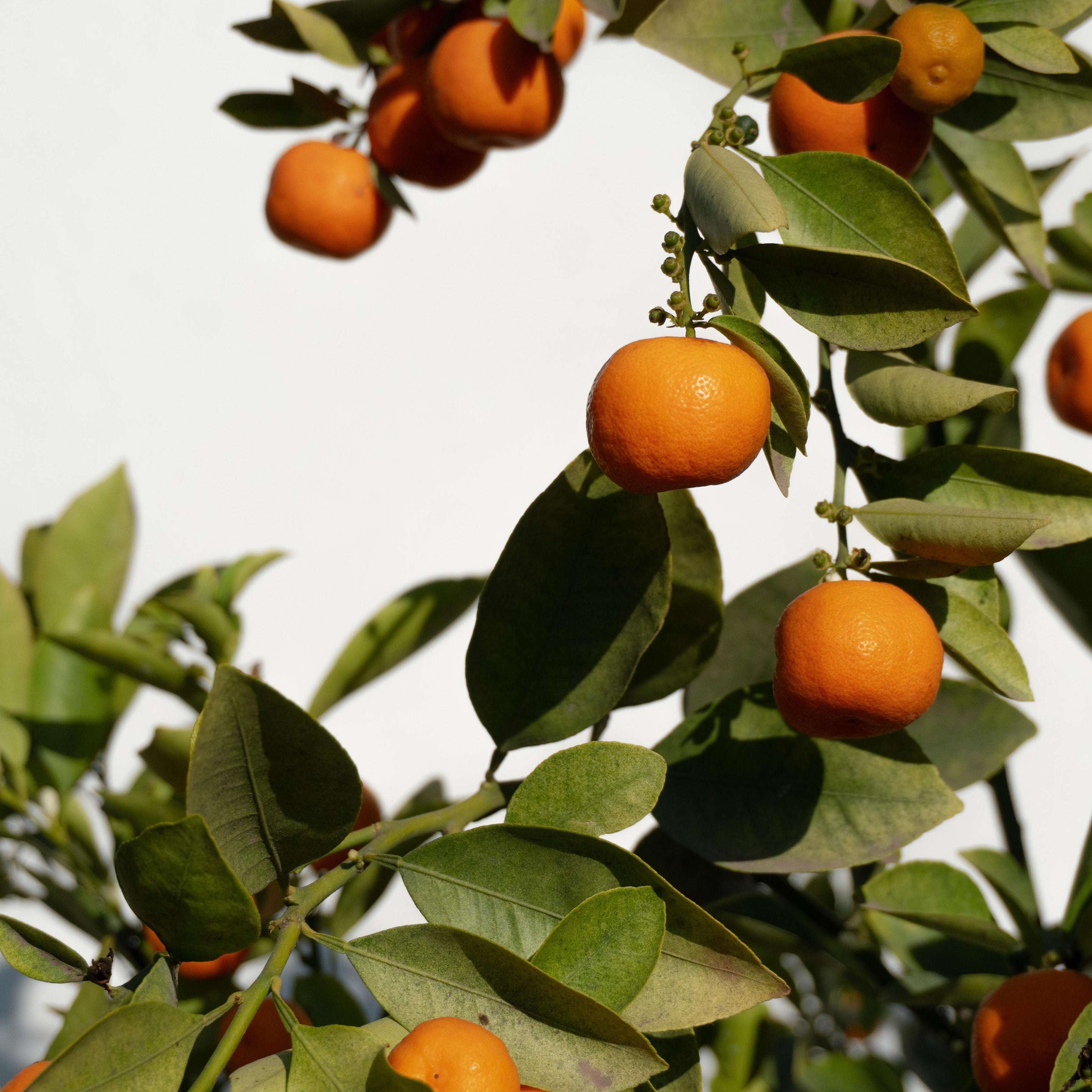 Citricos