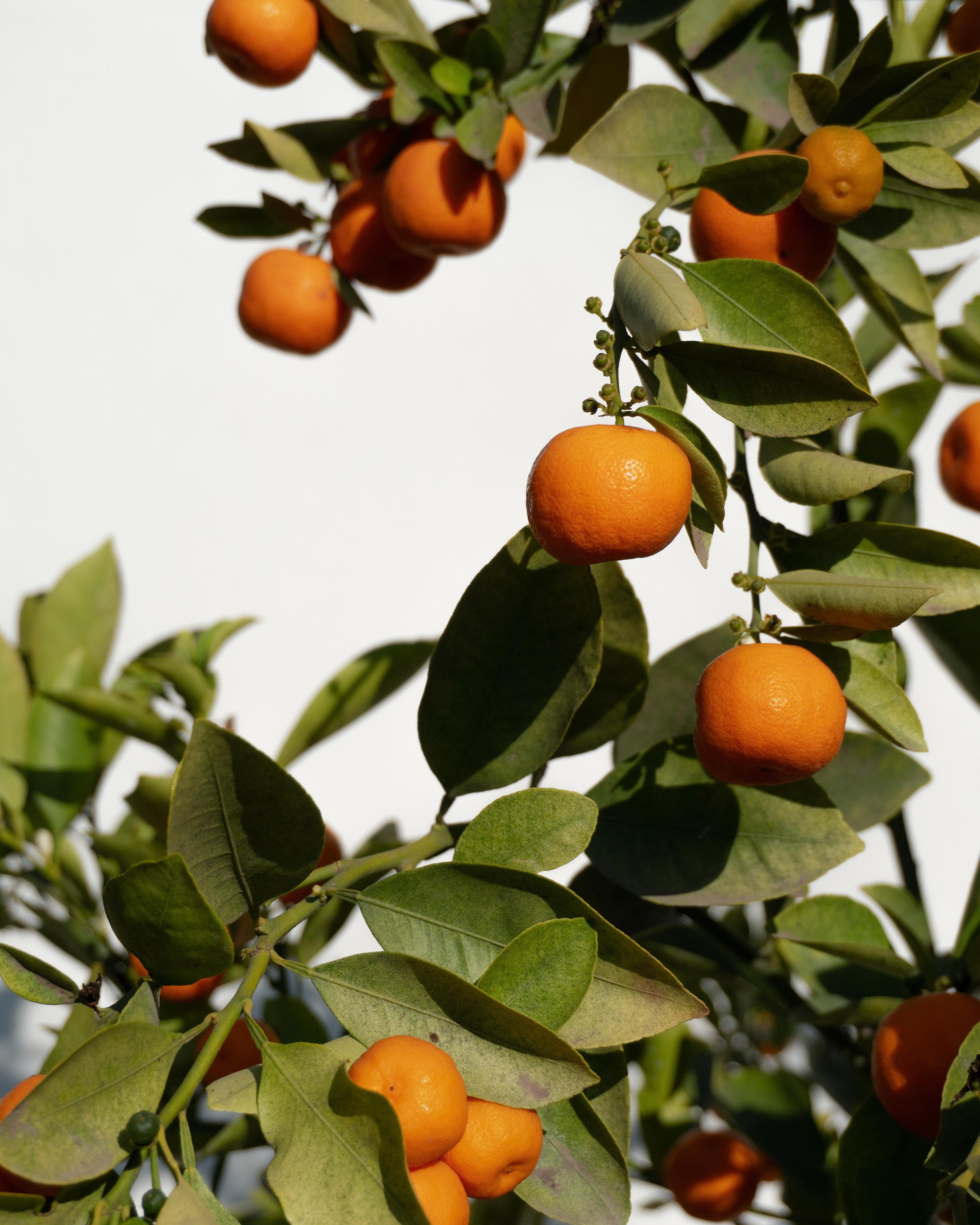 Citrus Calamondin altura de 180 centímetros aprox., en macetero.