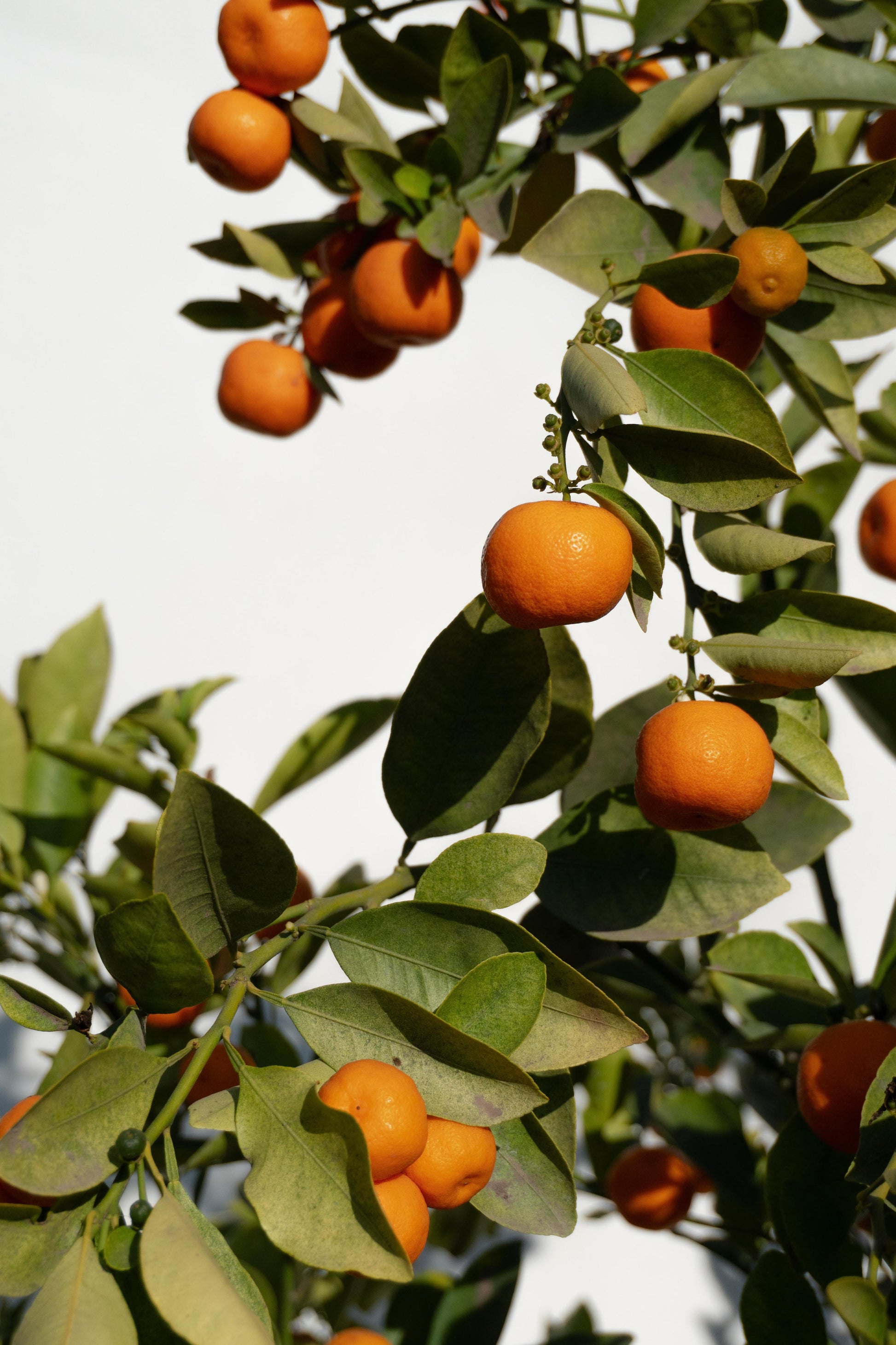 Citrus Calamondin altura de 180 centímetros aprox., en macetero.