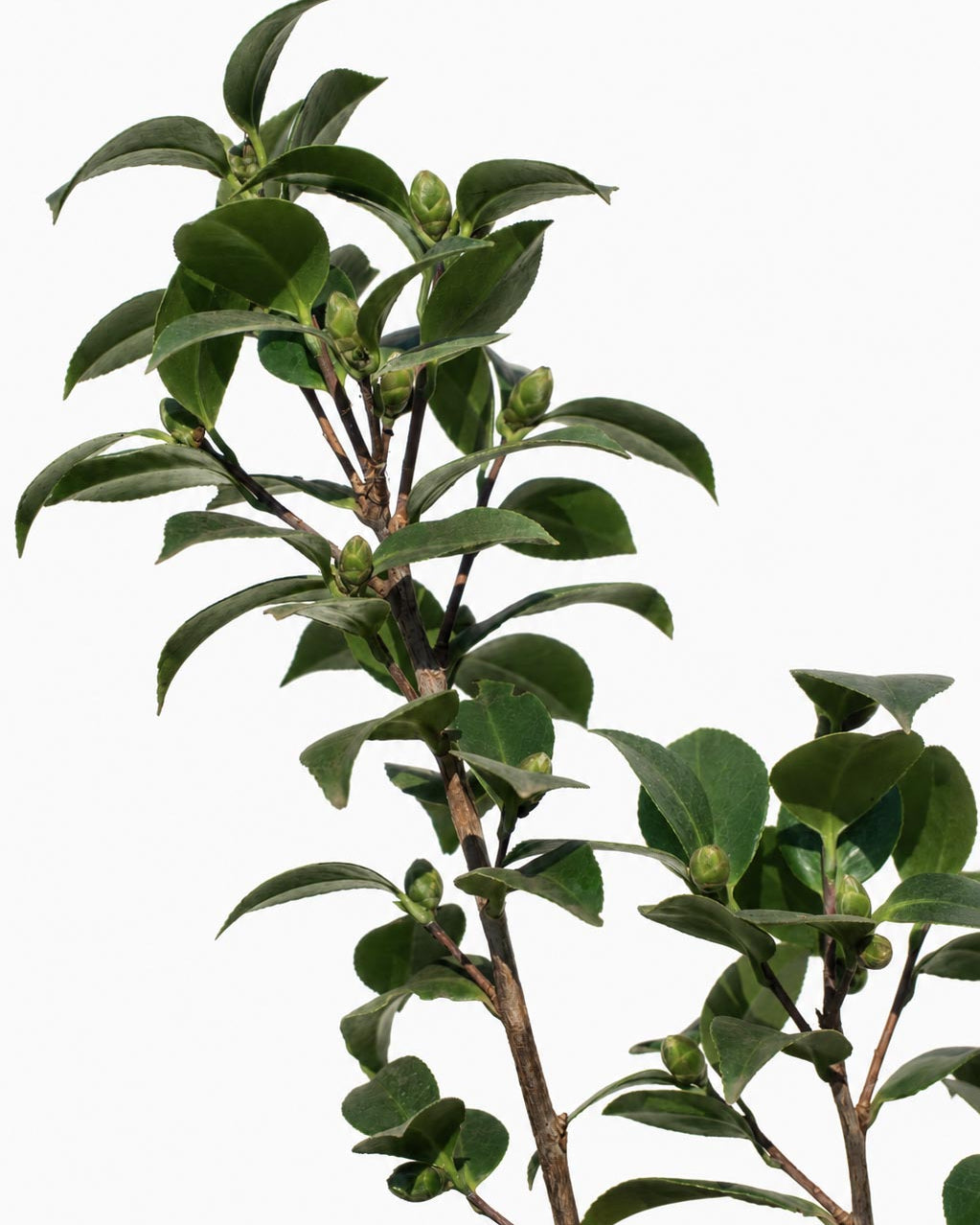 Camelia altura de 100 centímetros aprox., en bolsa
