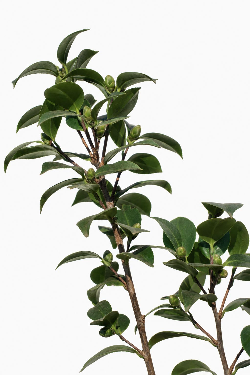 Camelia altura de 100 centímetros aprox., en bolsa