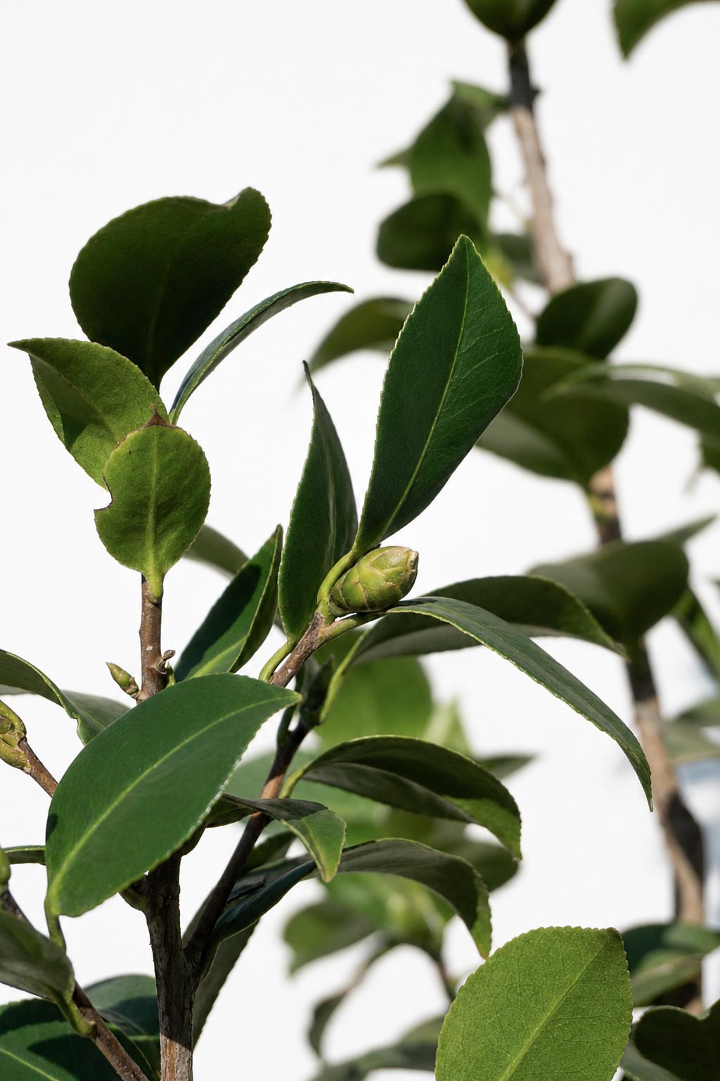 Camelia altura de 100 centímetros aprox., en bolsa