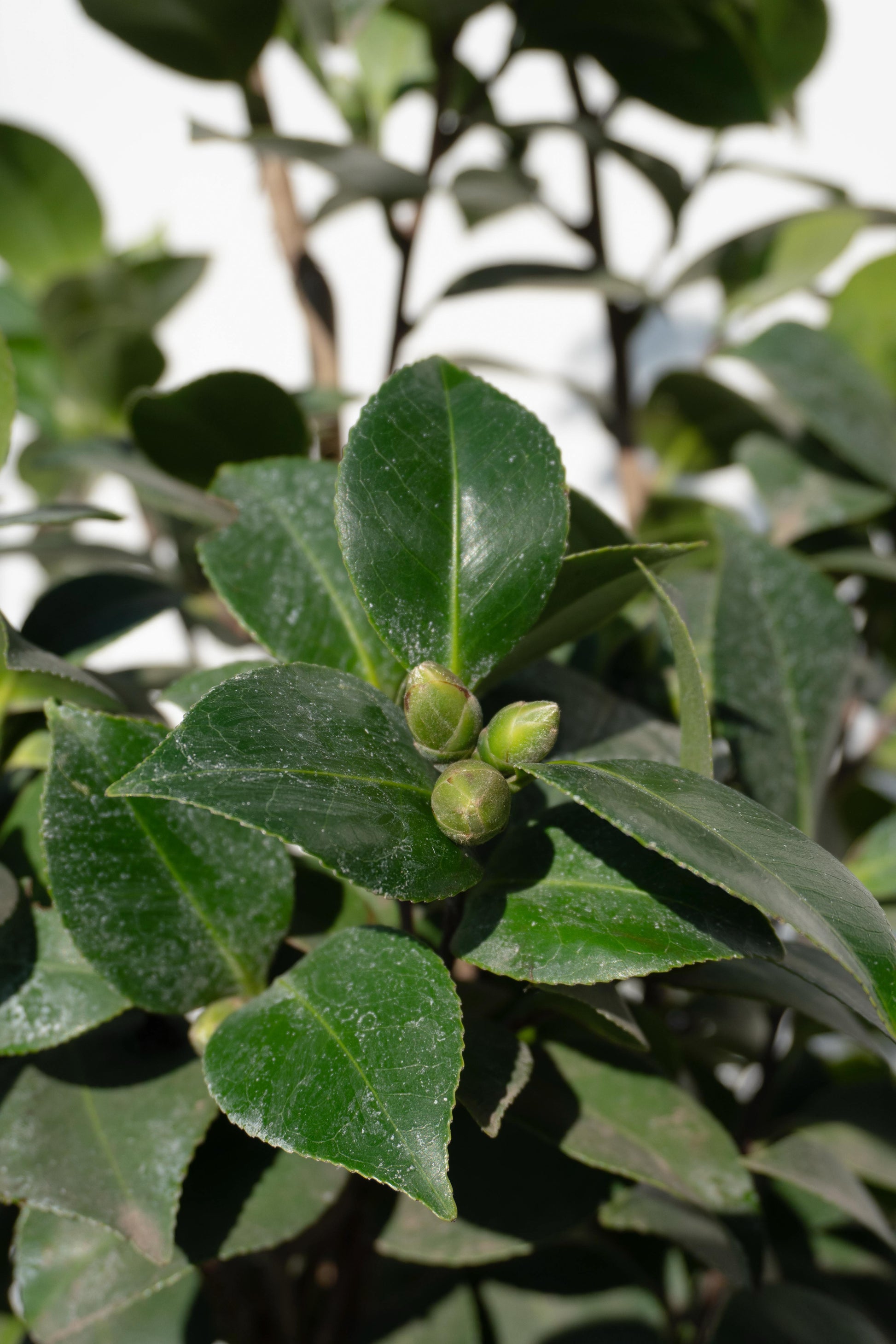 Camelia altura de 100 centímetros aprox., en bolsa