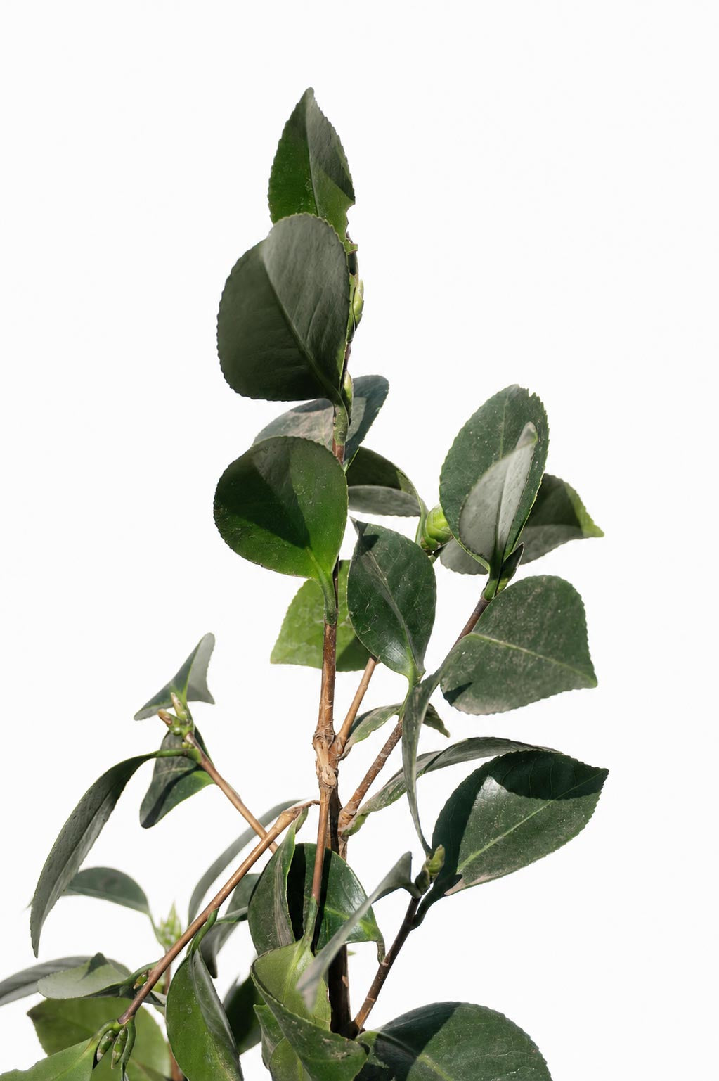 Camelia altura de 100 centímetros aprox., en bolsa