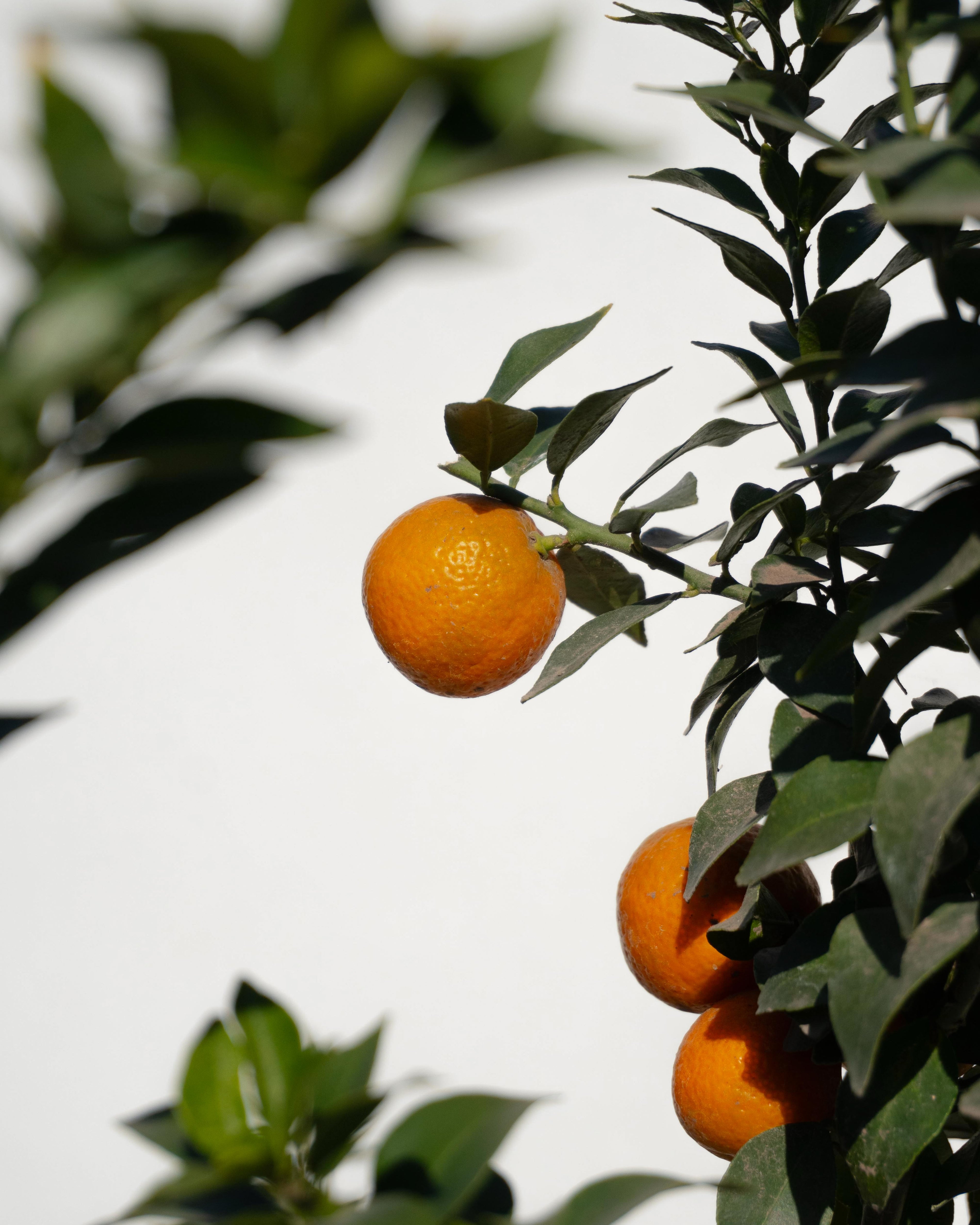 Citrus Chinoto altura de 180 centímetros aprox., en macetero.