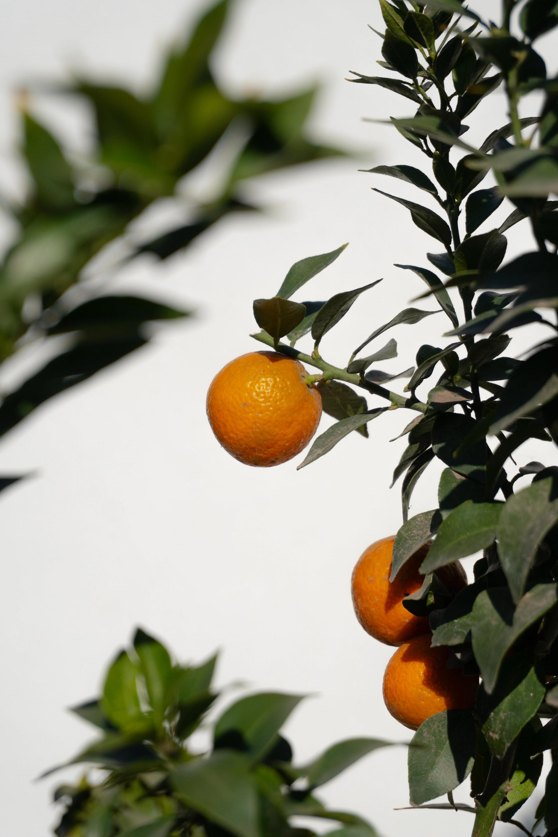 Citrus Chinoto altura de 180 centímetros aprox., en macetero.