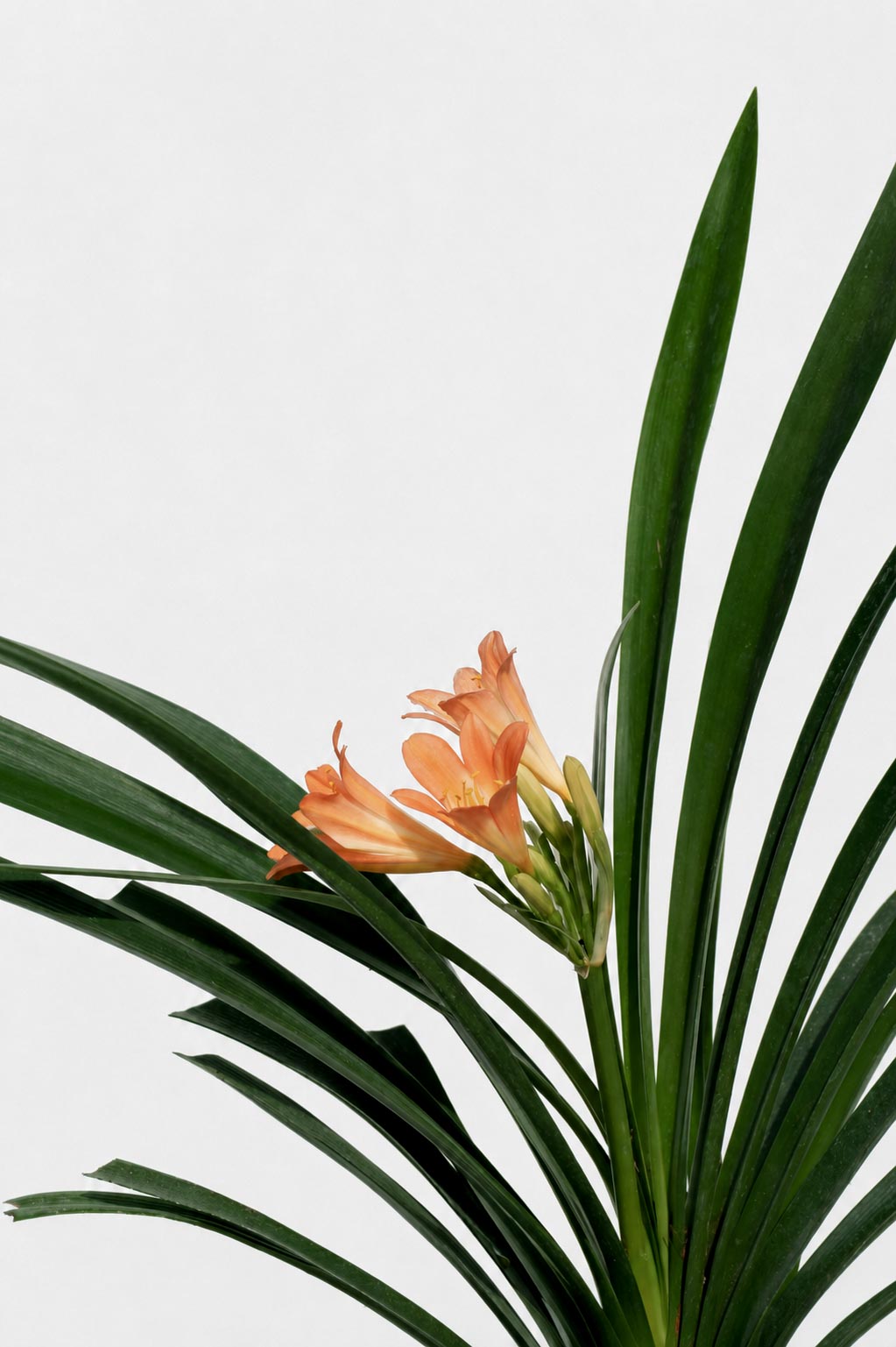 Clivia Naranjas altura de 40 centímetros aprox., en bolsa