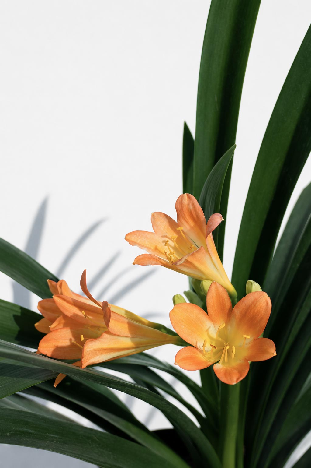 Clivia Naranjas altura de 40 centímetros aprox., en bolsa