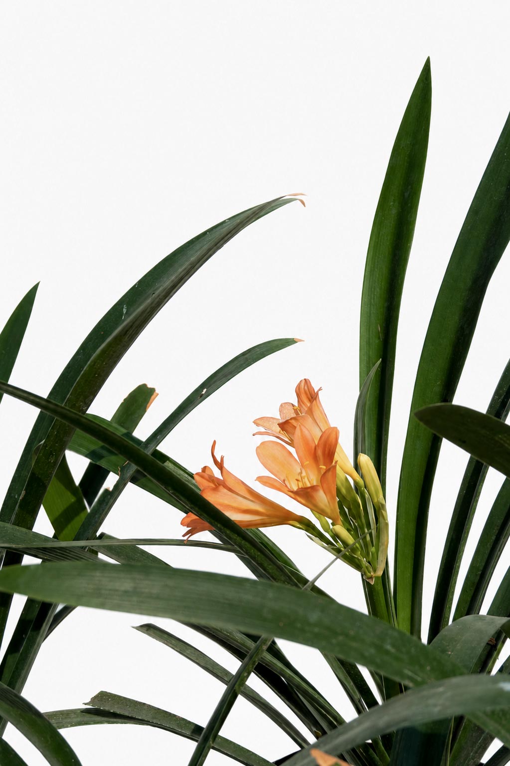 Clivia Naranjas altura de 40 centímetros aprox., en bolsa