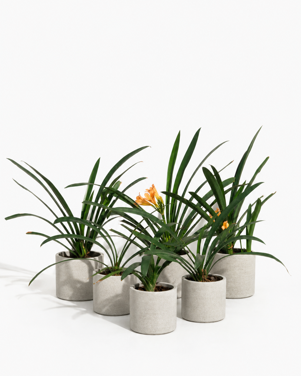 Clivia Naranjas altura de 40 centímetros aprox., en bolsa