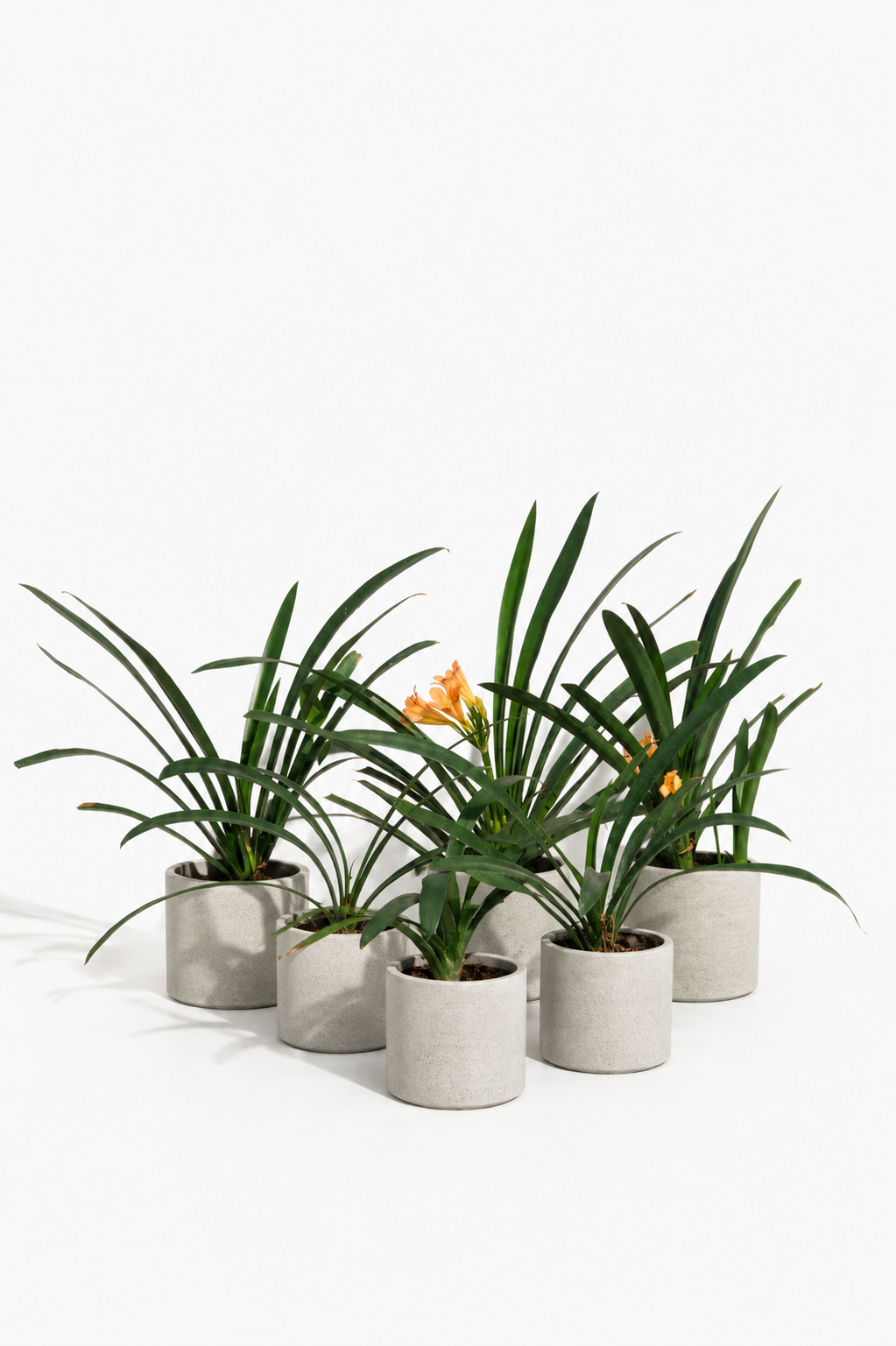 Clivia Naranjas altura de 40 centímetros aprox., en bolsa