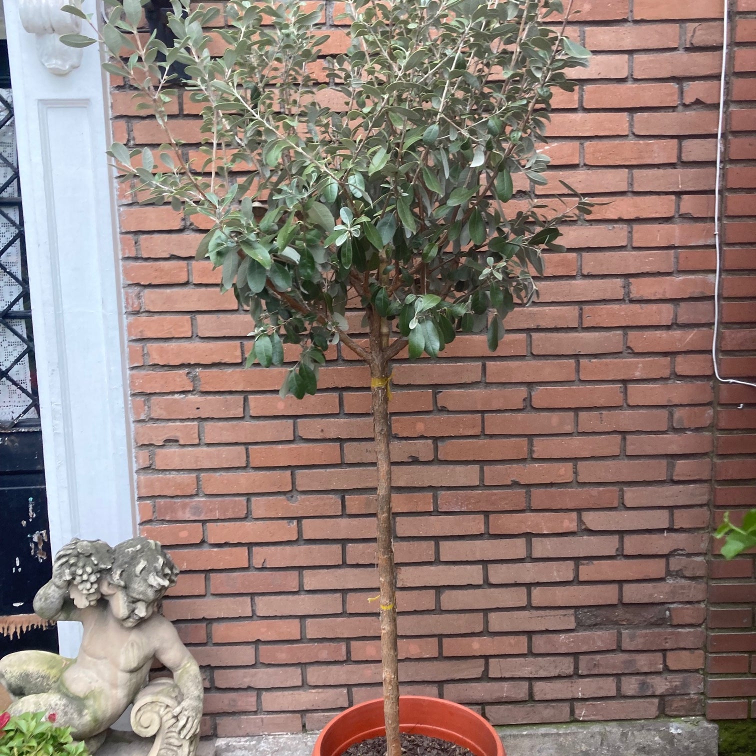 Feijoa Pie Alto Grande altura de 200 centímetros aprox., en macetero.