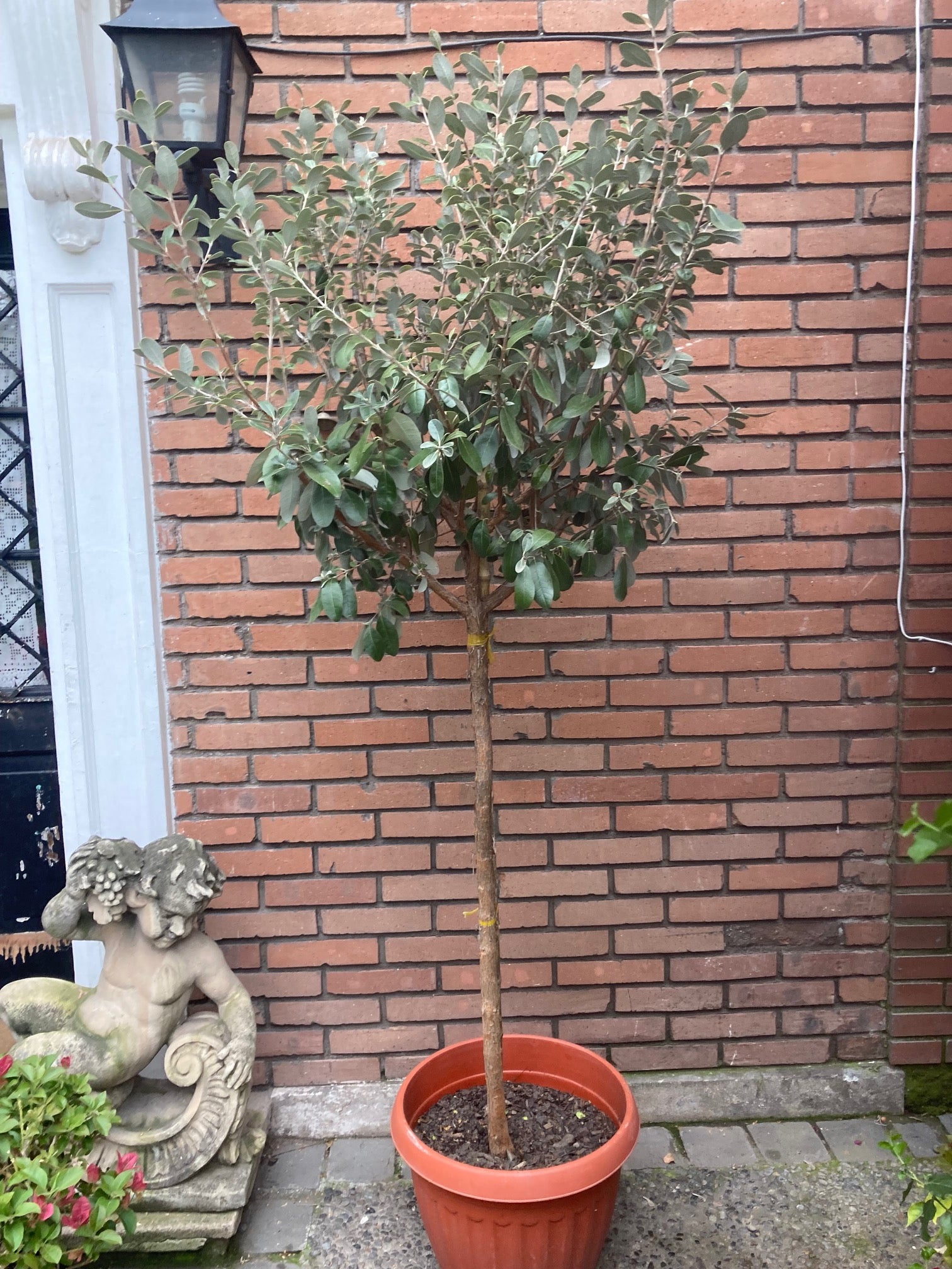 Feijoa Pie Alto Grande altura de 200 centímetros aprox., en macetero.