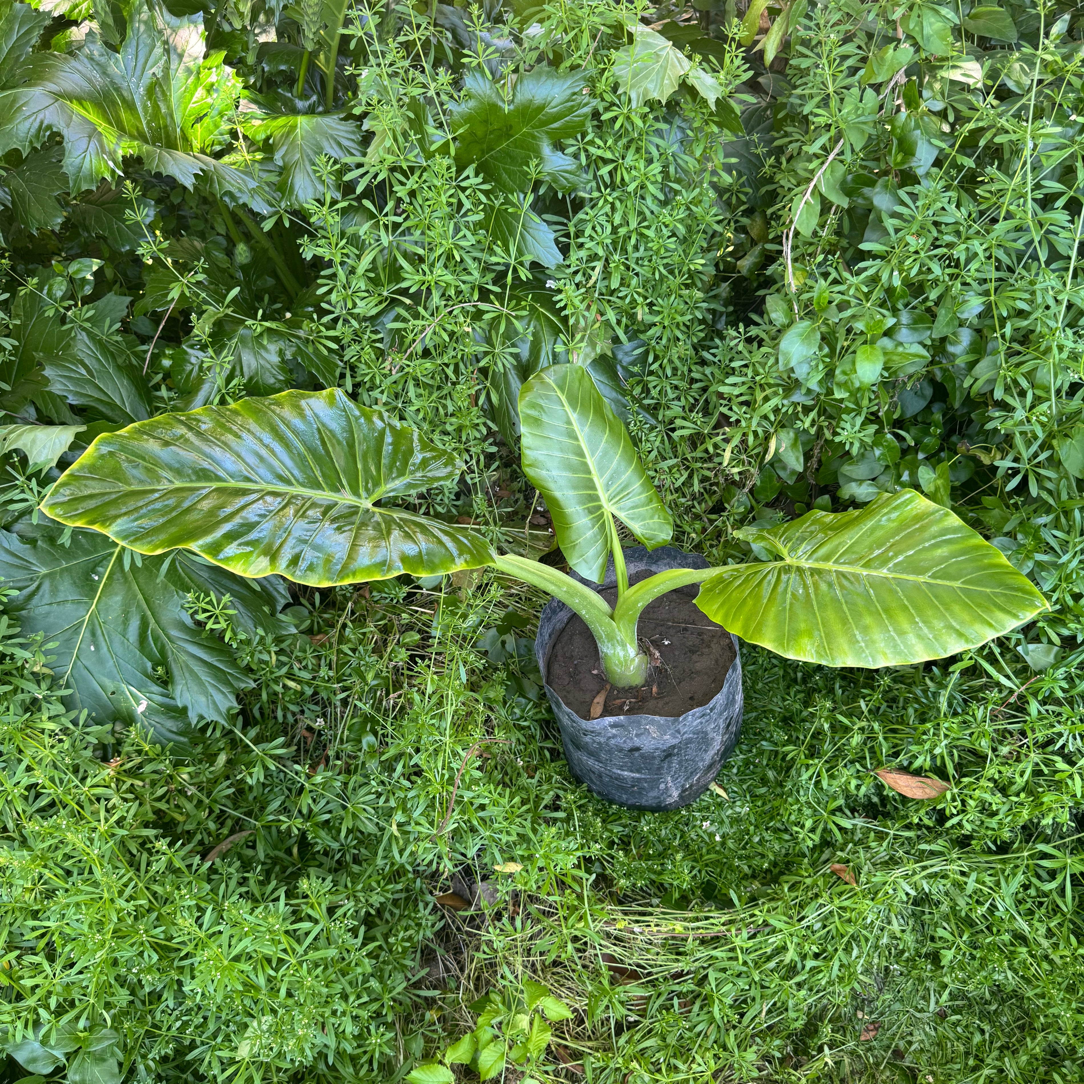 Mantos de Eva Pequeños altura de 40 a 90 cms. aprox., en bolsa.