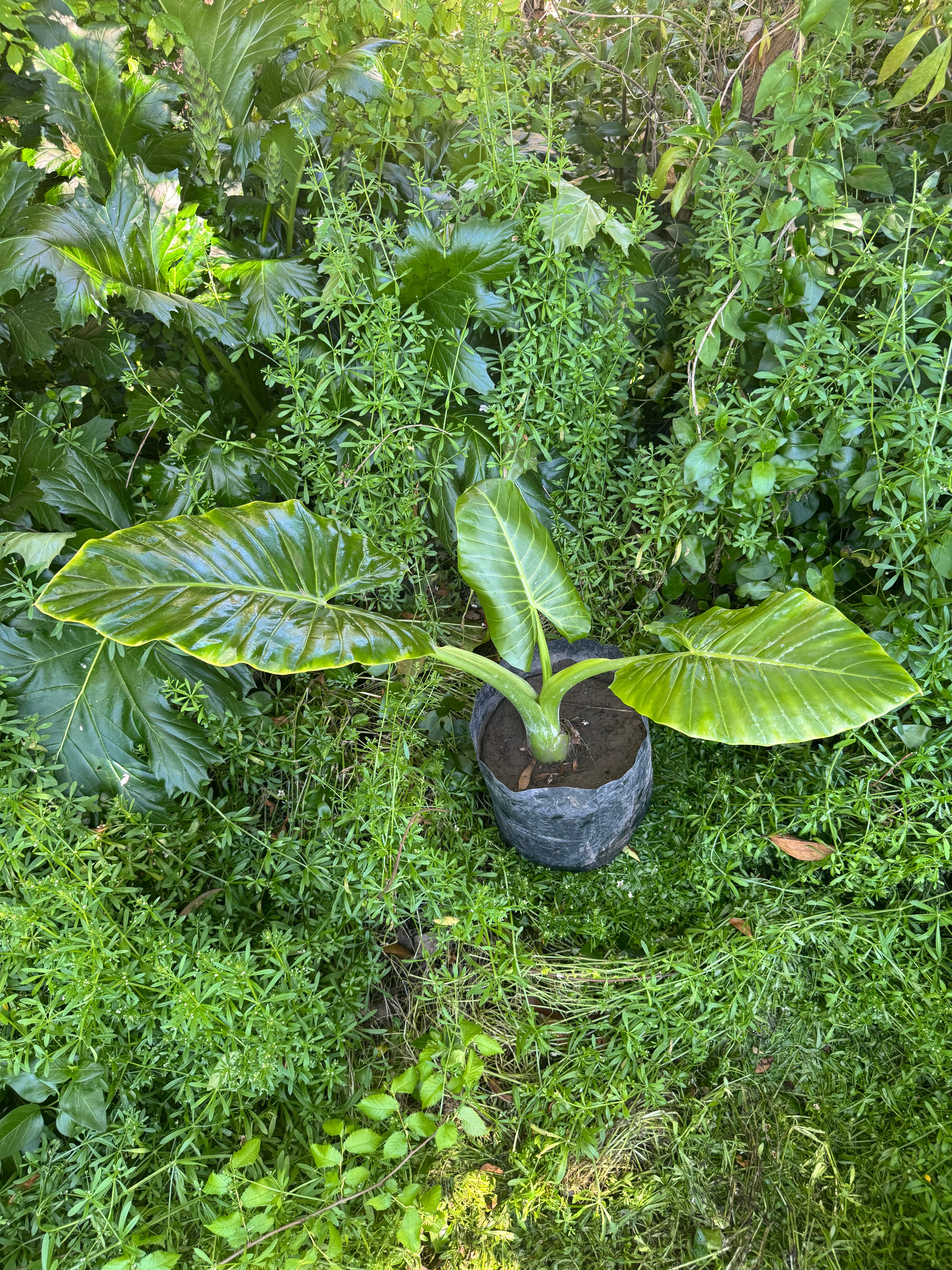 Mantos de Eva Pequeños altura de 40 a 90 cms. aprox., en bolsa.