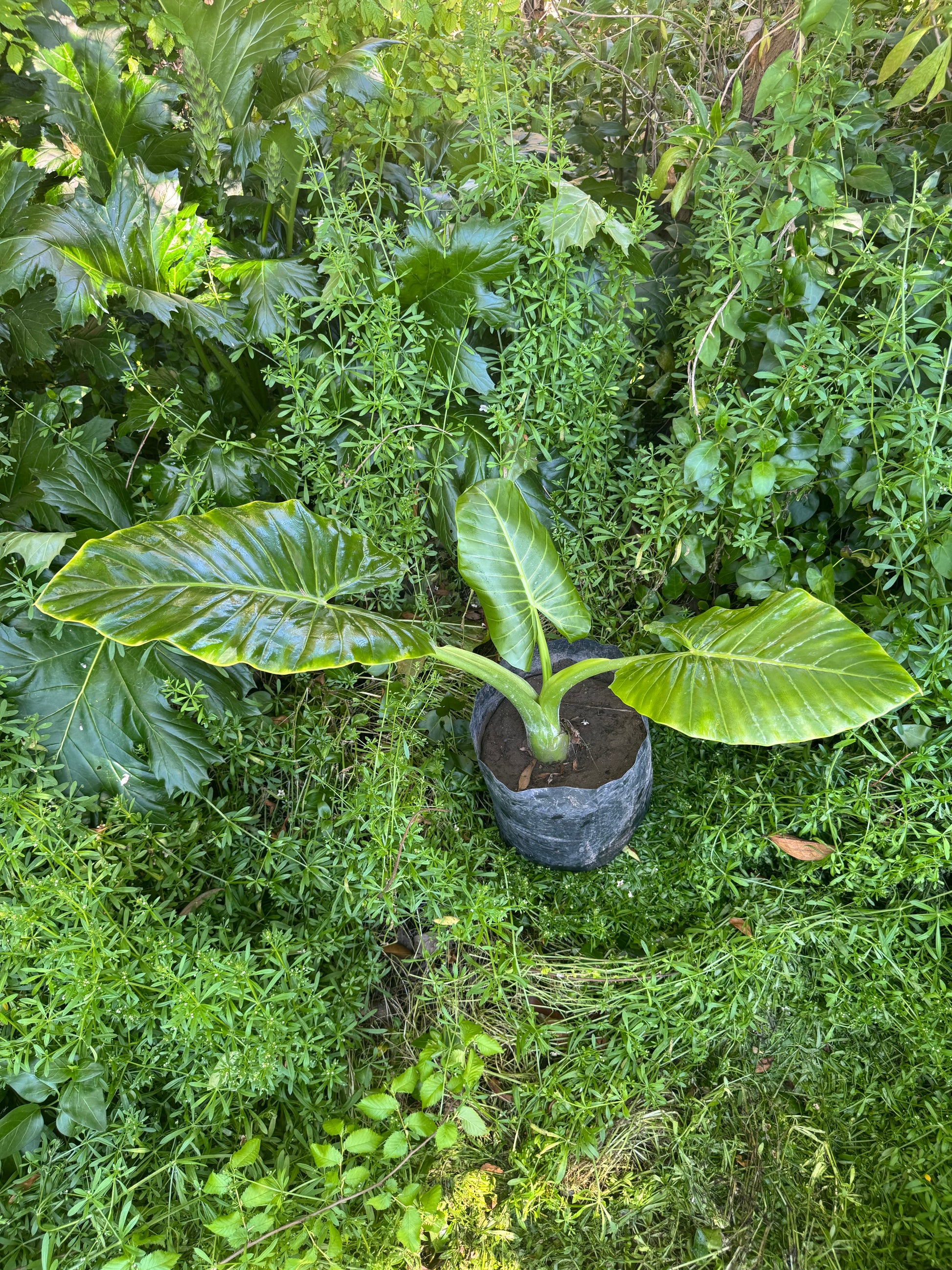 Mantos de Eva Pequeños altura de 40 a 90 cms. aprox., en bolsa.