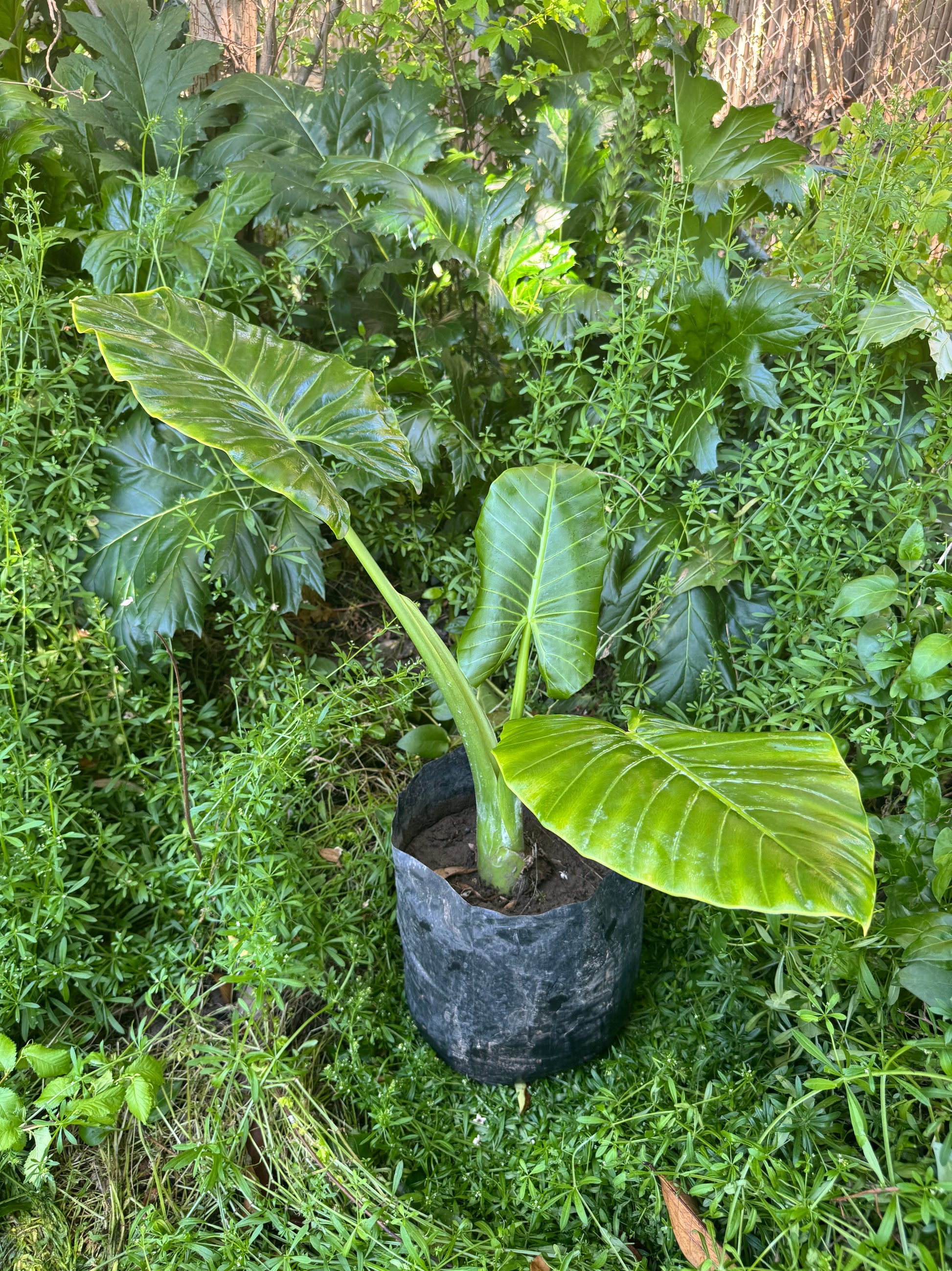 Mantos de Eva Pequeños altura de 40 a 90 cms. aprox., en bolsa.