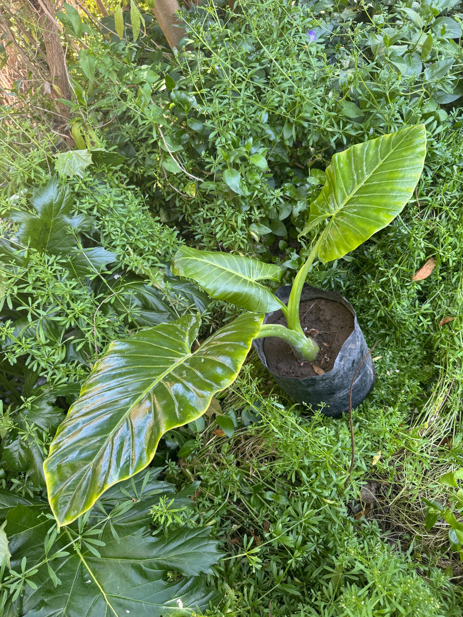 Mantos de Eva Pequeños altura de 40 a 90 cms. aprox., en bolsa.