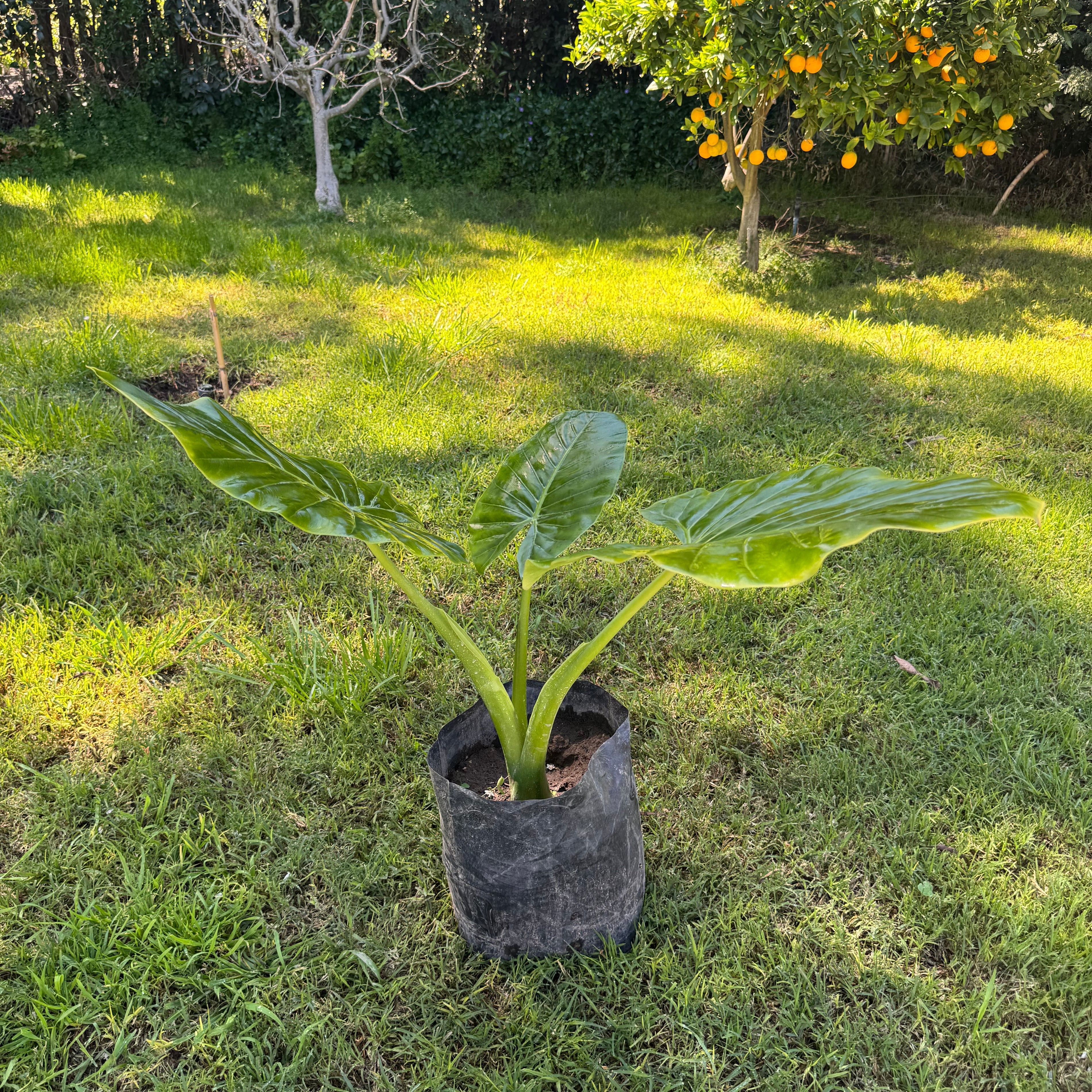 Mantos de Eva Medianos altura de 100 a 140 centímetros aprox., en bolsa