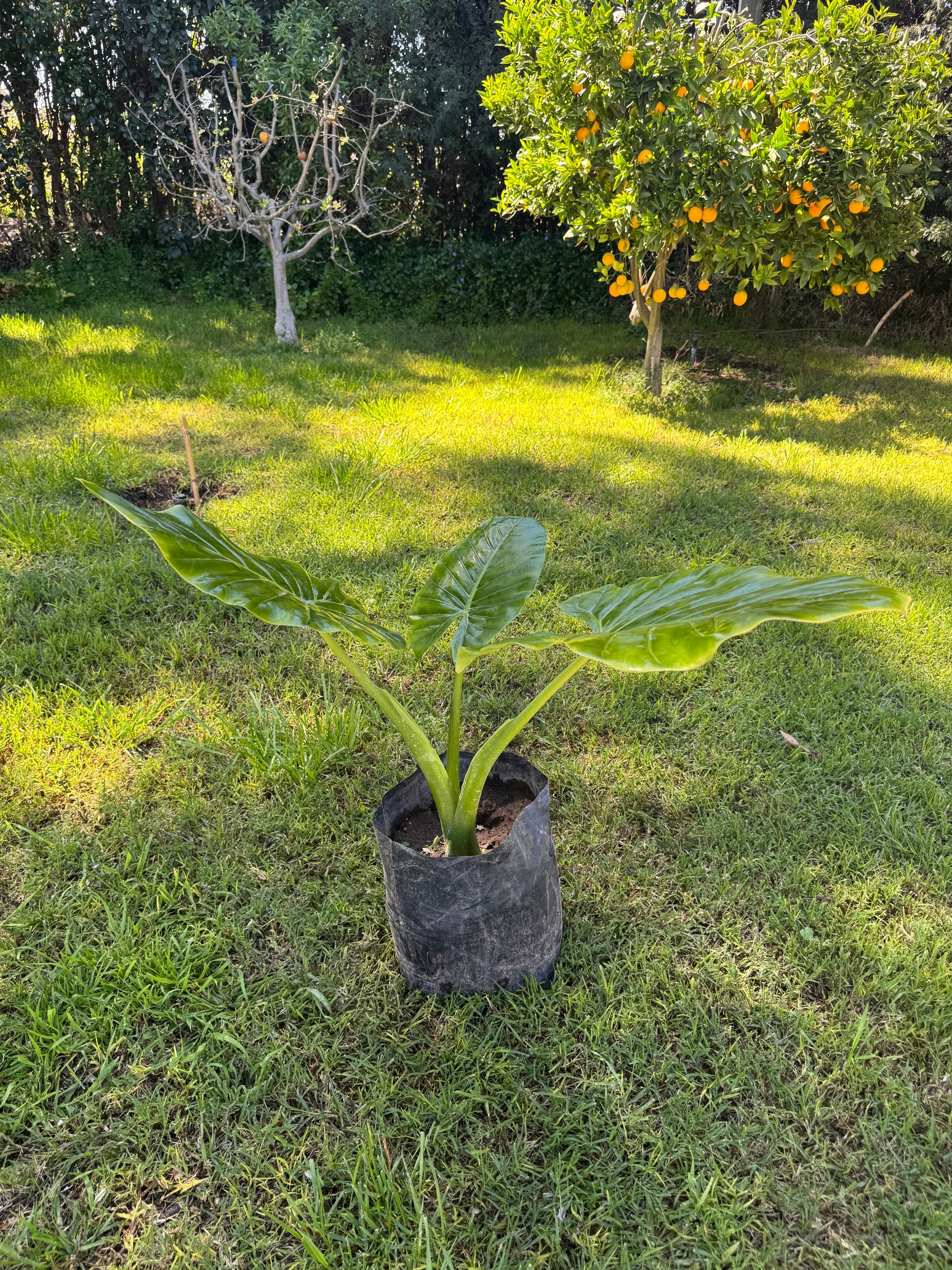 Mantos de Eva Medianos altura de 100 a 140 centímetros aprox., en bolsa