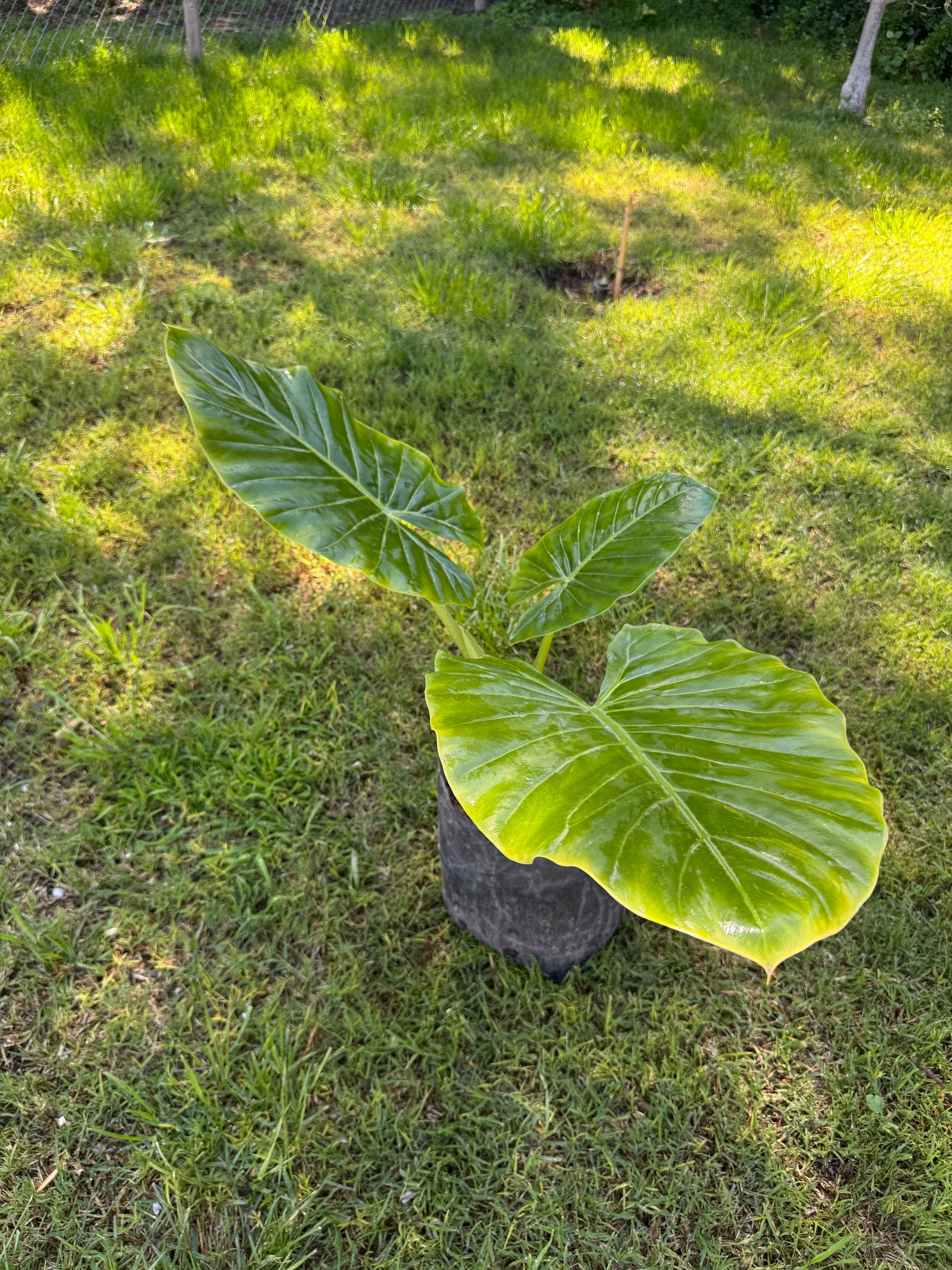 Mantos de Eva Medianos altura de 100 a 140 centímetros aprox., en bolsa