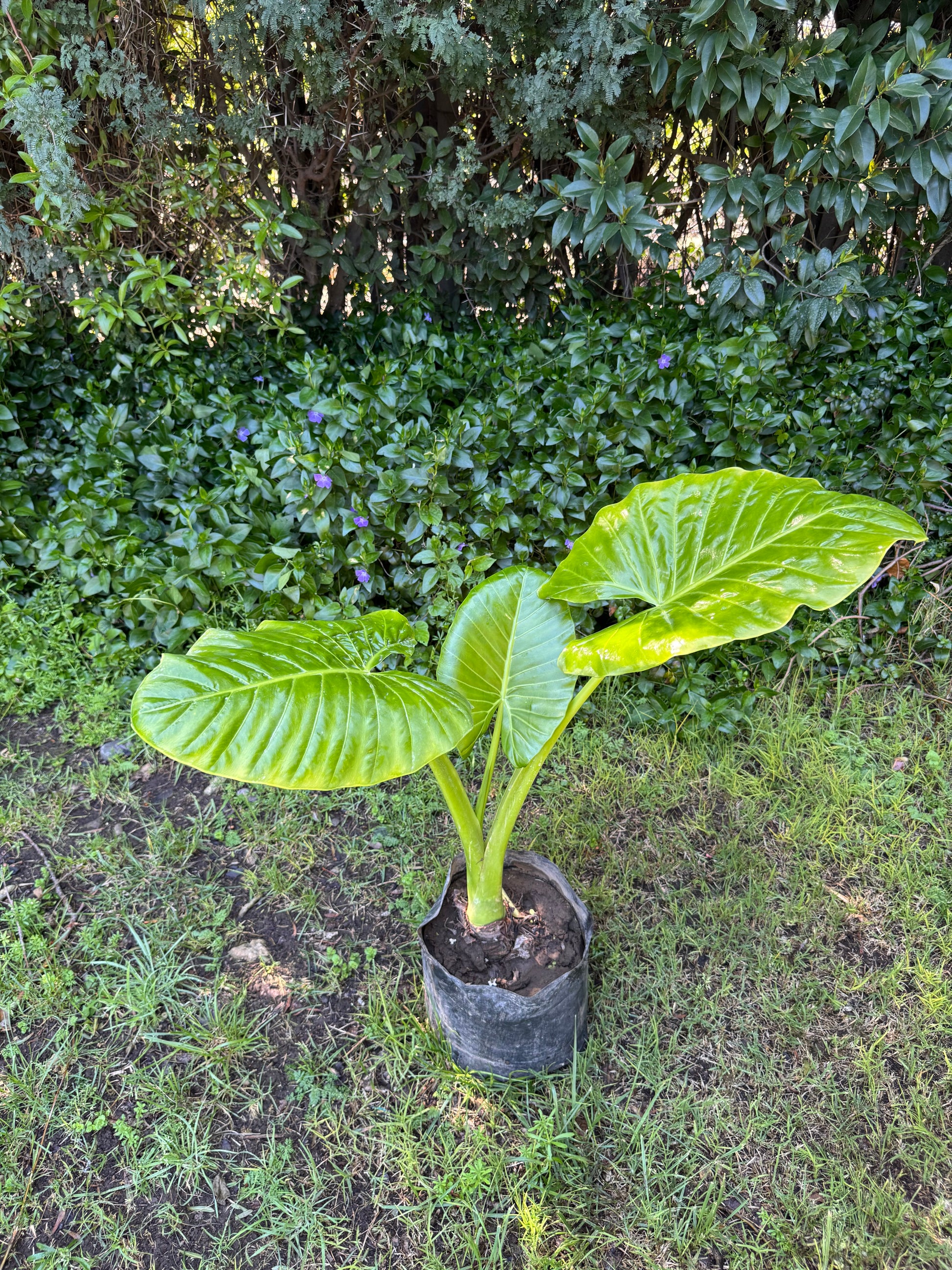 Mantos de Eva Medianos altura de 100 a 140 centímetros aprox., en bolsa