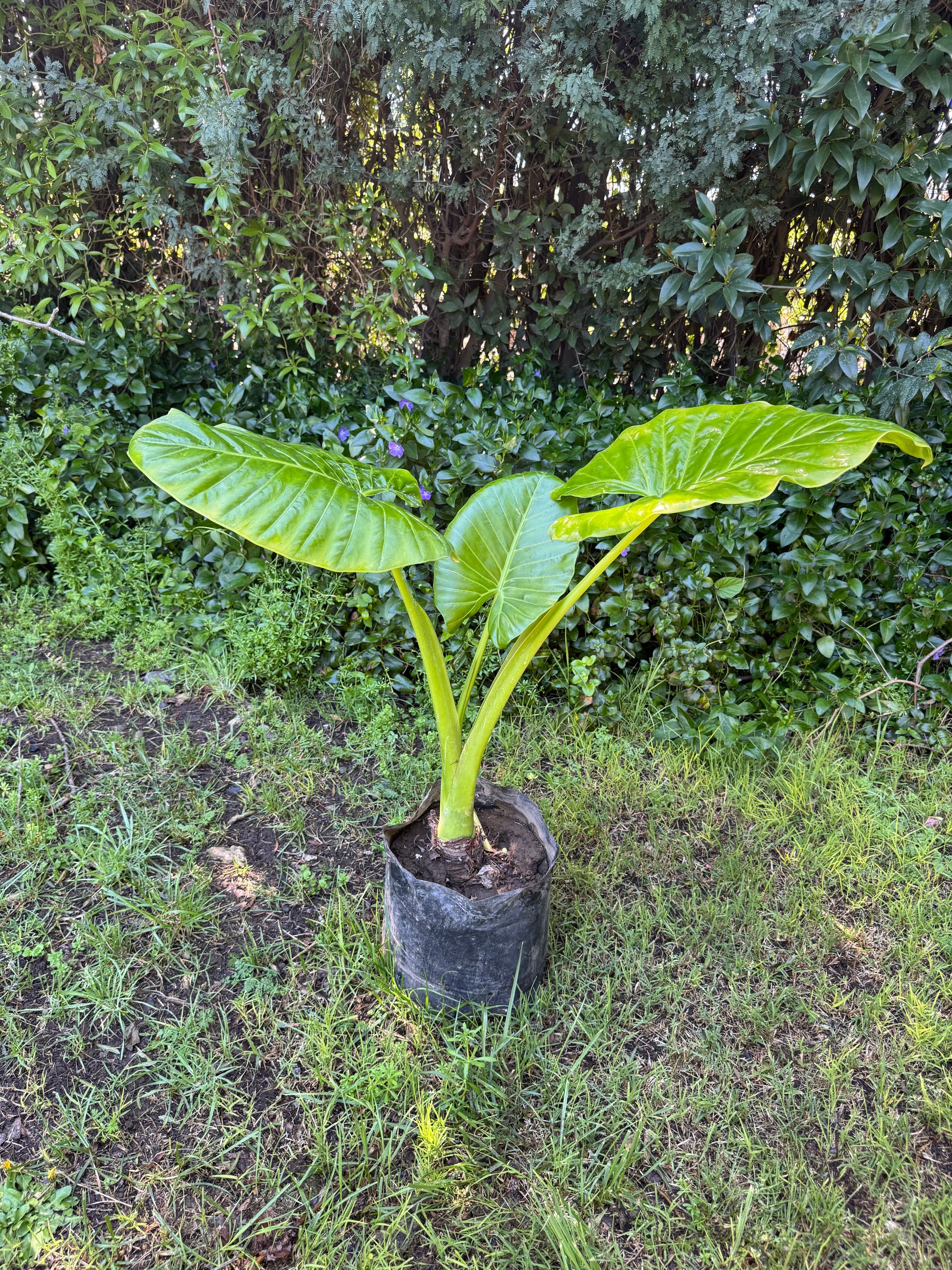 Mantos de Eva Medianos altura de 100 a 140 centímetros aprox., en bolsa