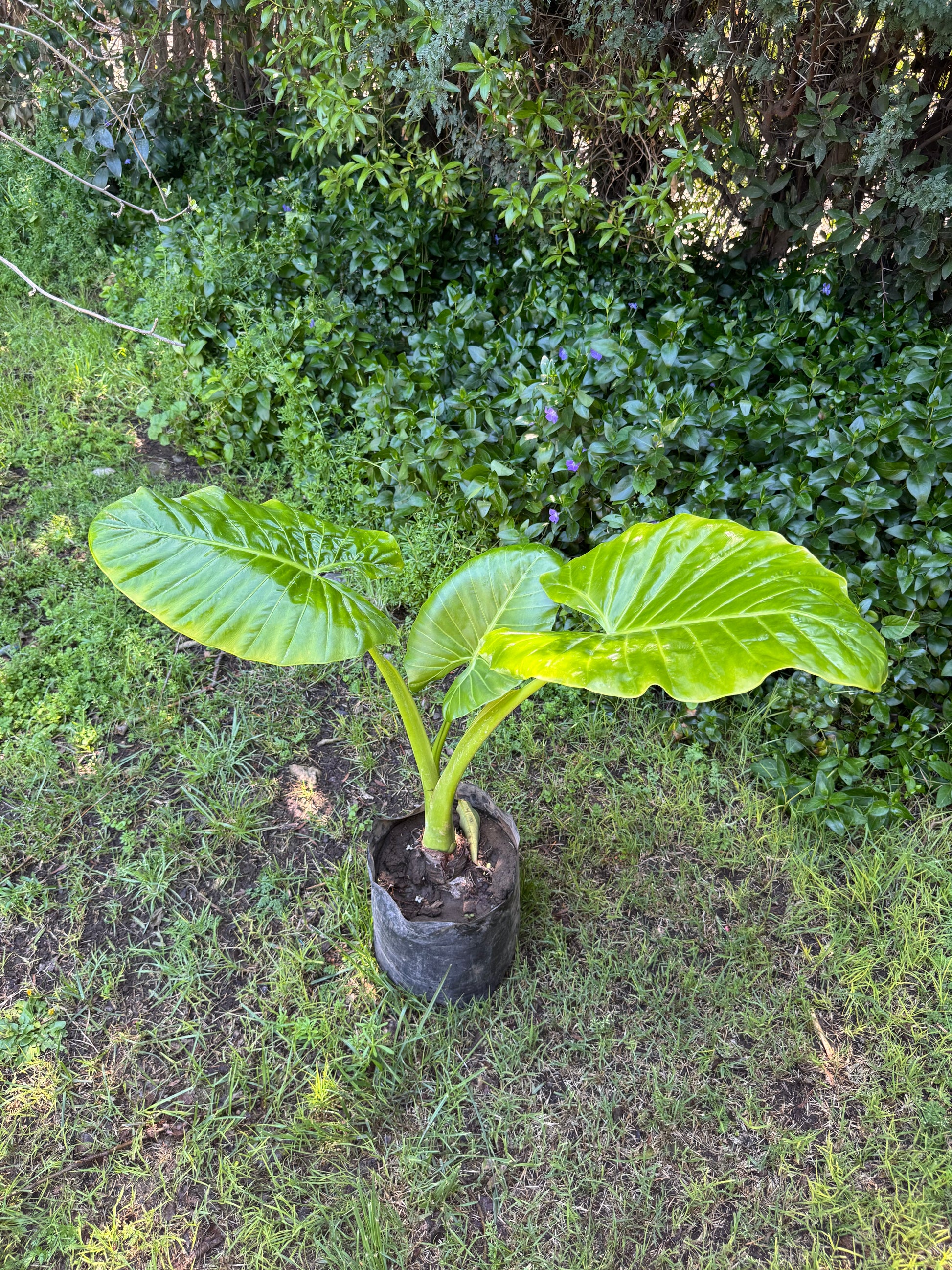 Mantos de Eva Medianos altura de 100 a 140 centímetros aprox., en bolsa