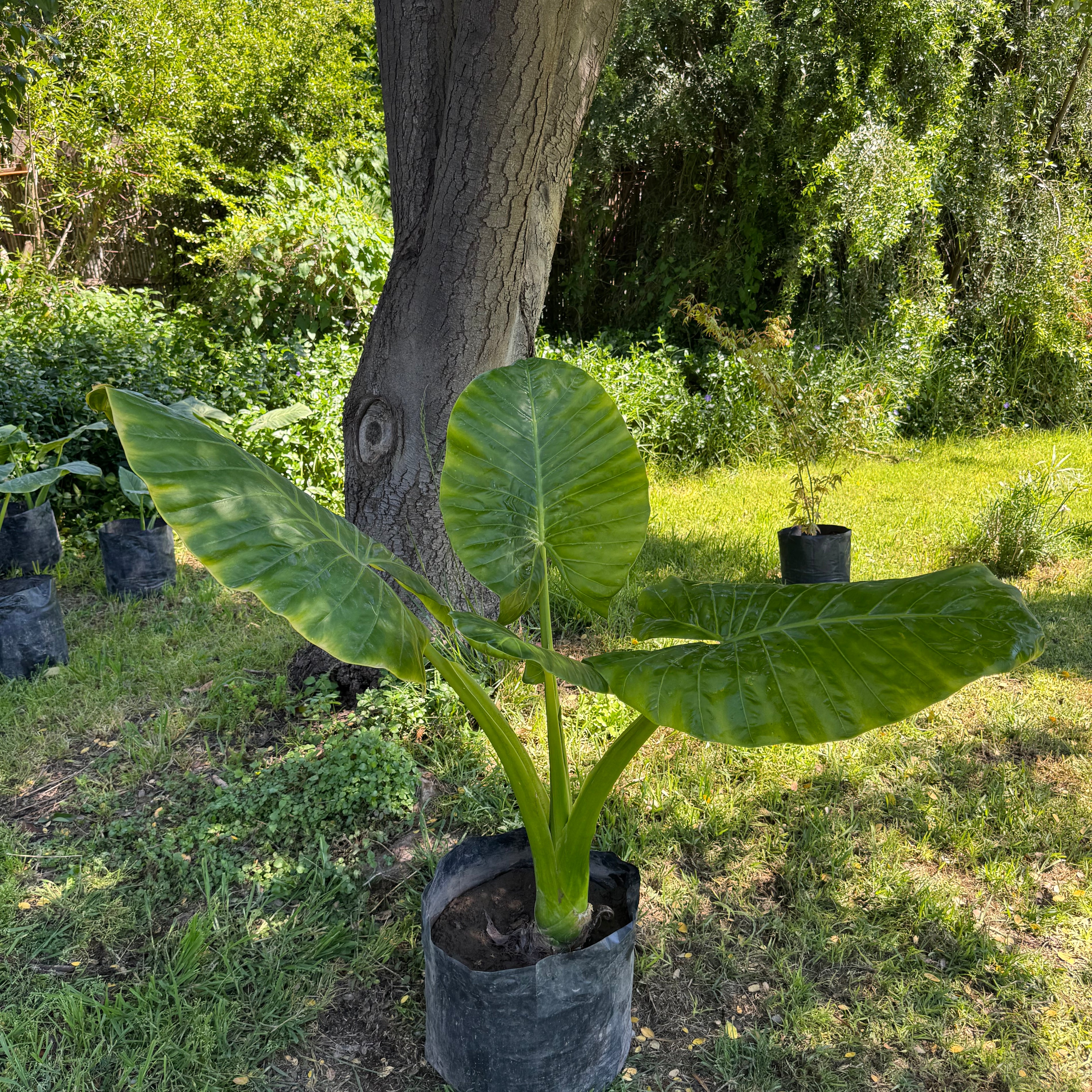 Mantos de Eva Grandes altura 150 centímetros aprox., en bolsa.