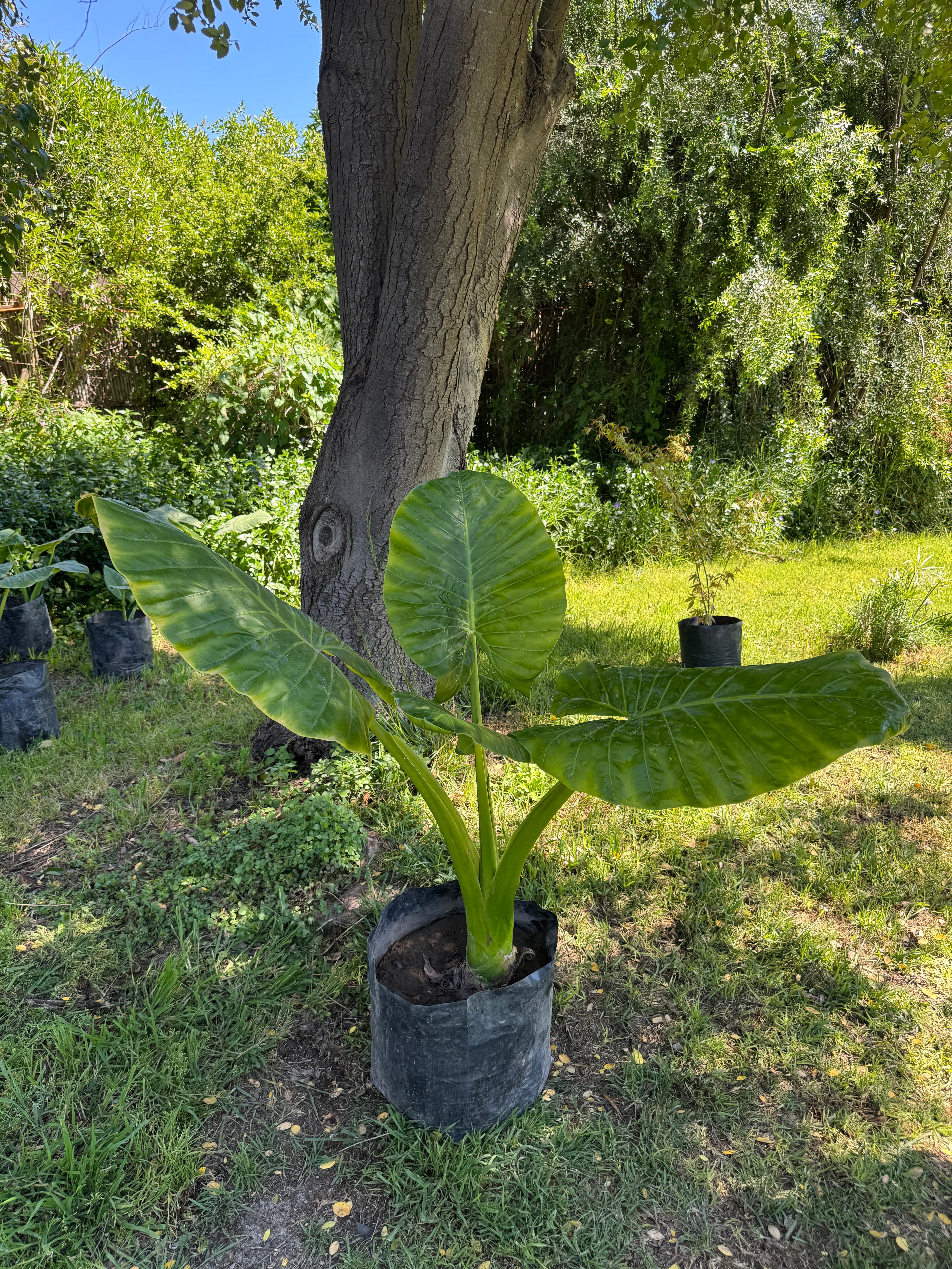 Mantos de Eva Grandes altura 150 centímetros aprox., en bolsa.