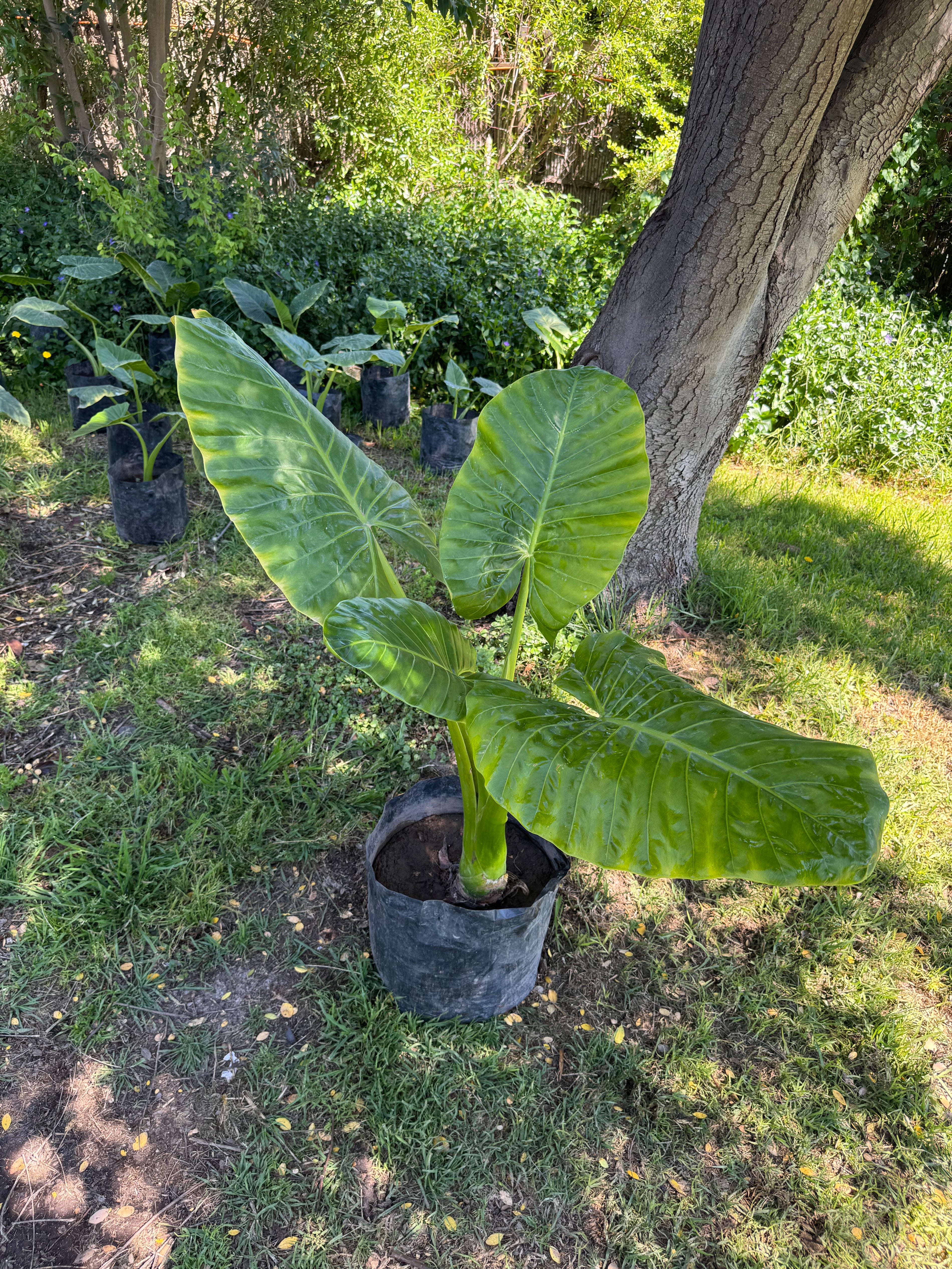 Mantos de Eva Grandes altura 150 centímetros aprox., en bolsa.
