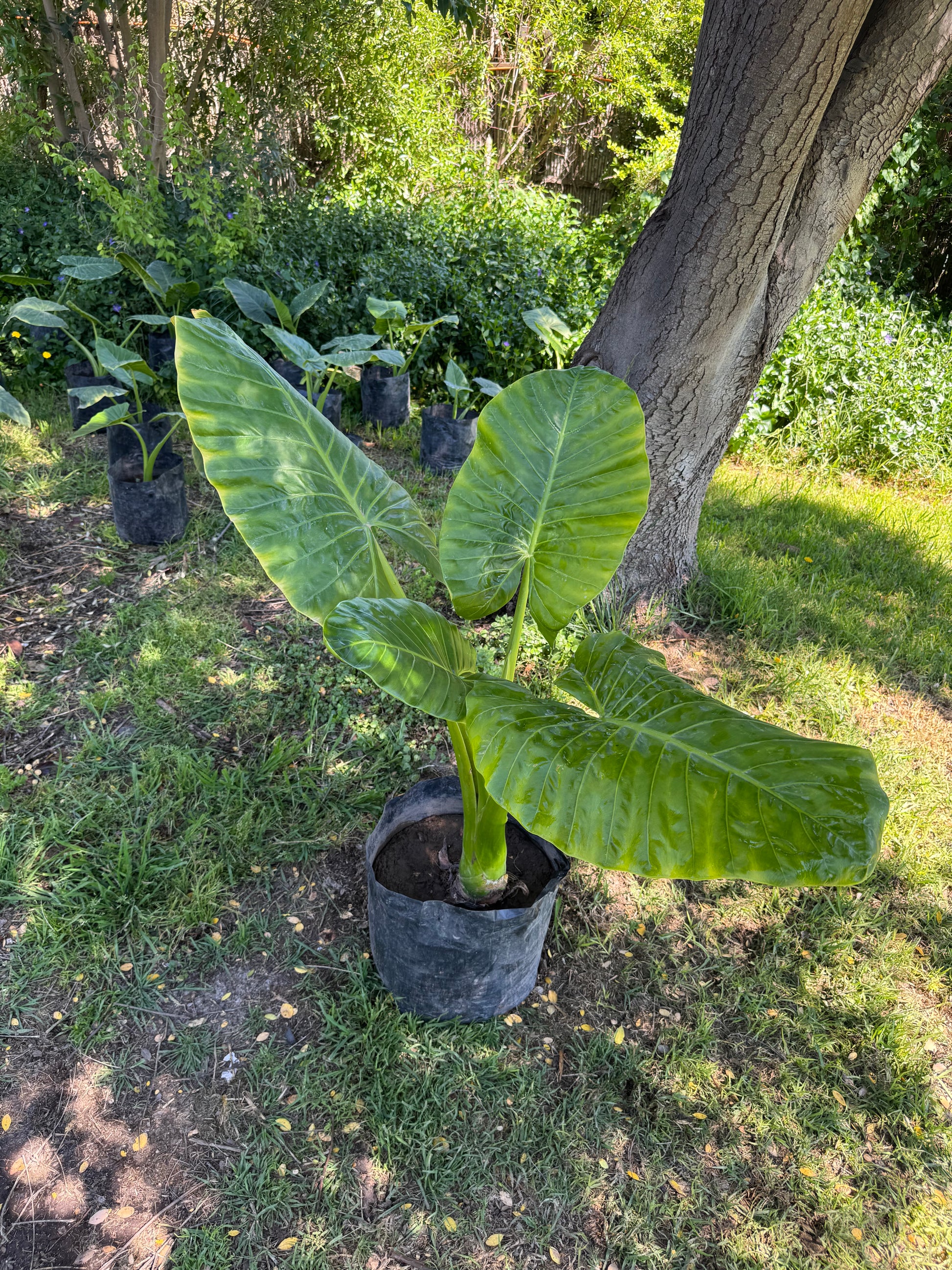 Mantos de Eva Grandes altura 150 centímetros aprox., en bolsa.