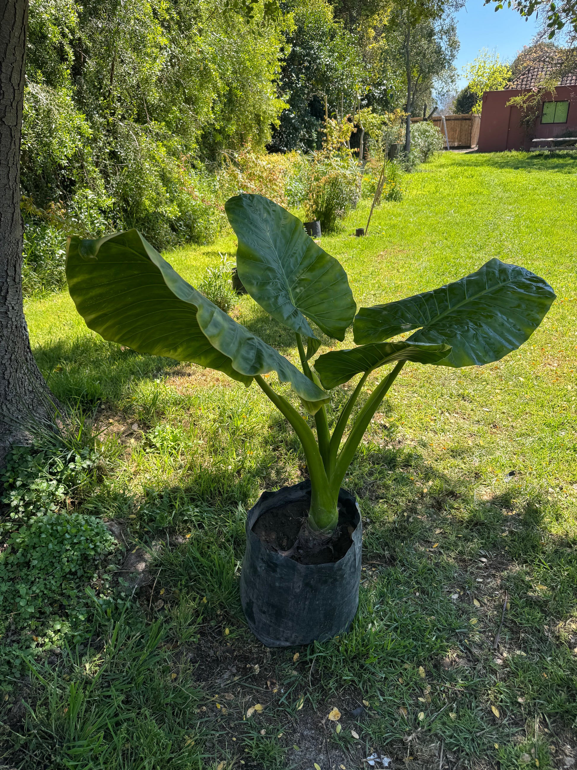Mantos de Eva Grandes altura 150 centímetros aprox., en bolsa.