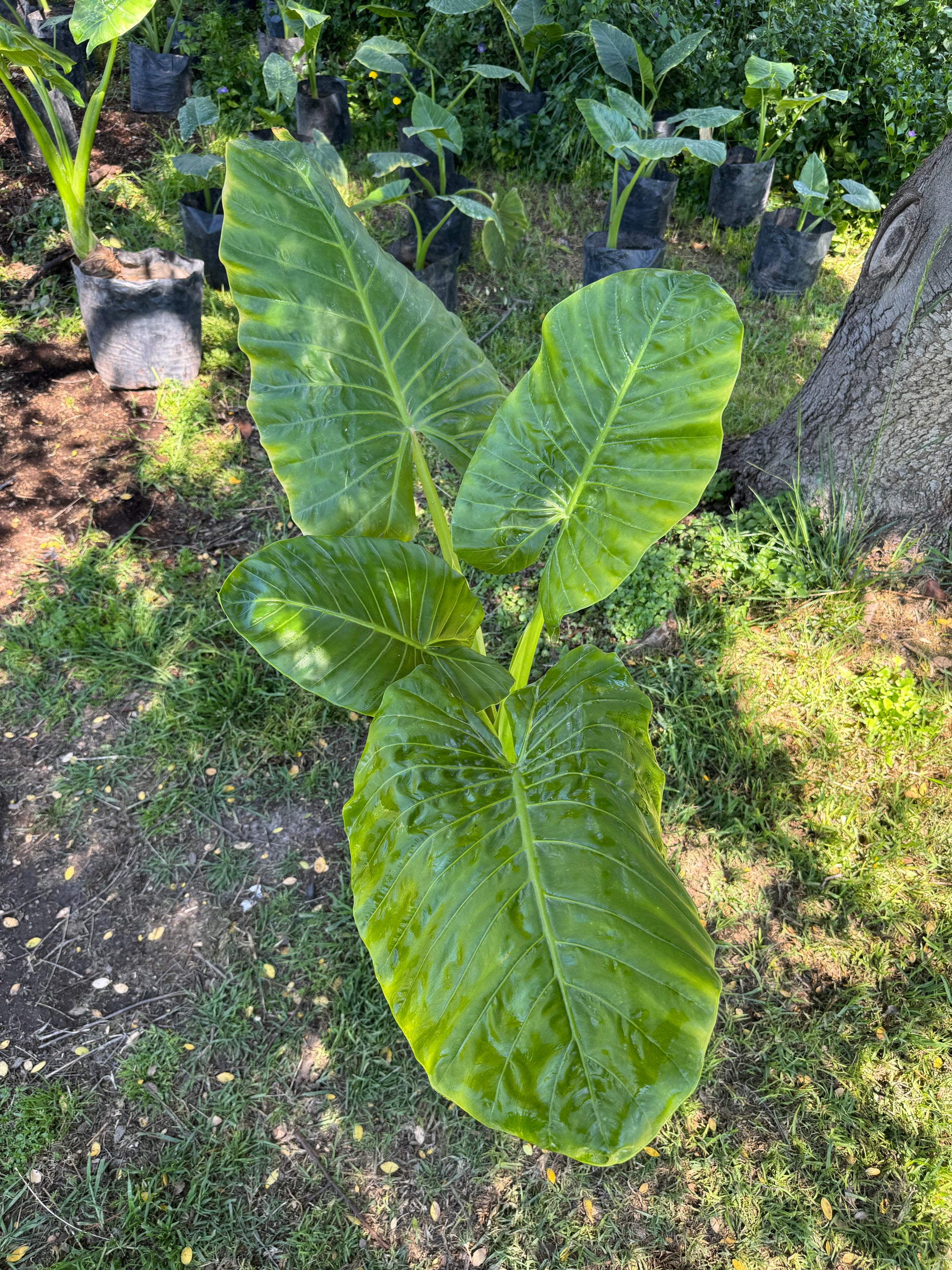 Mantos de Eva Grandes altura 150 centímetros aprox., en bolsa.